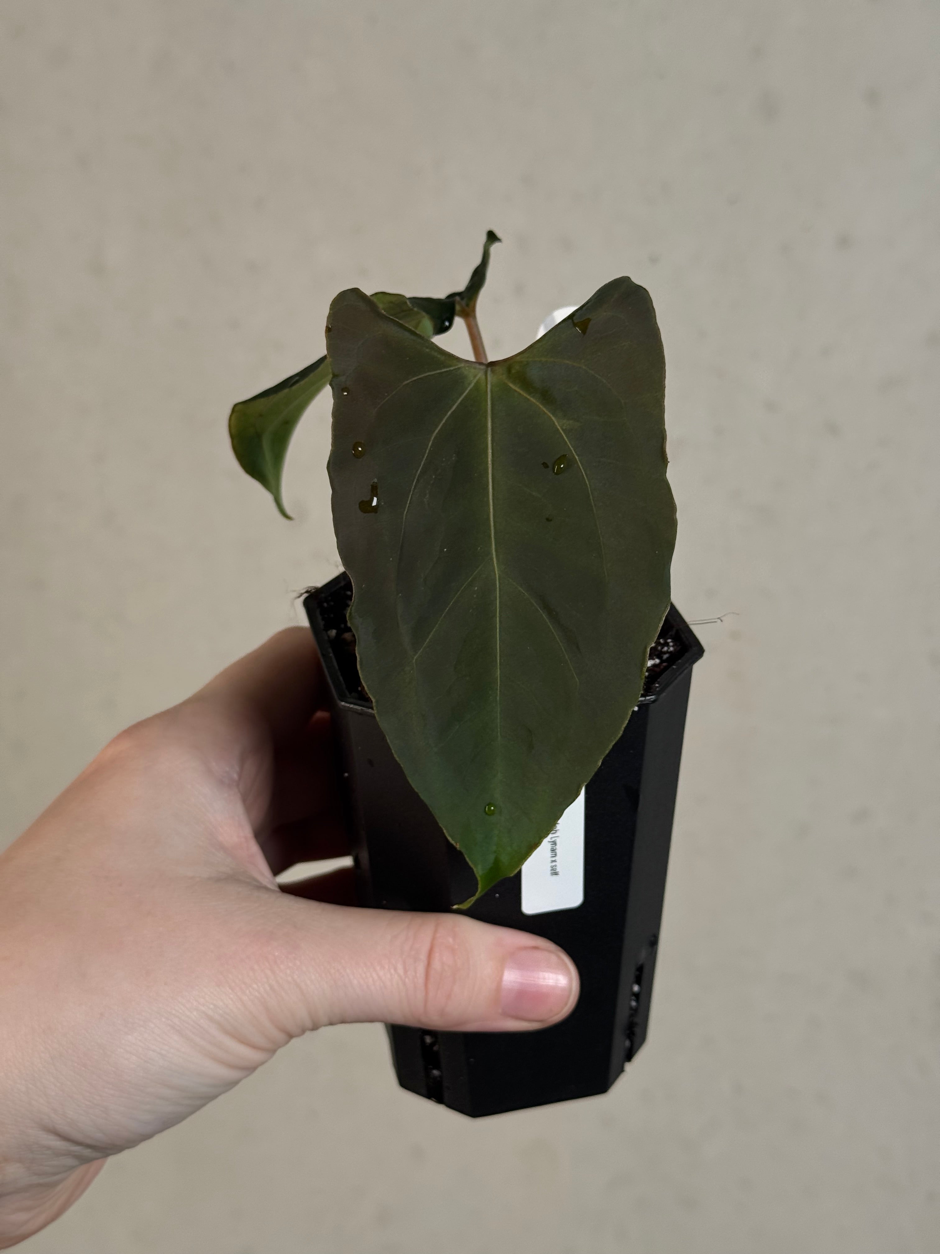 Anthurium Ralph Lynam x self - Clone - Pre-order