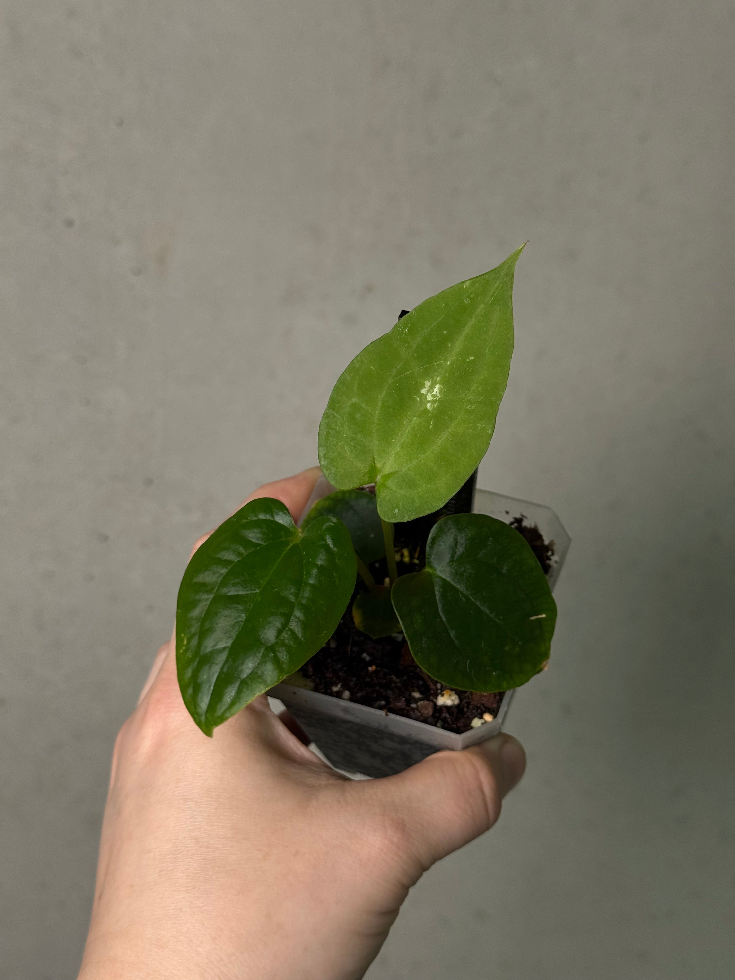 Anthurium Red Vein Dark Phoenix x BVEP RA1