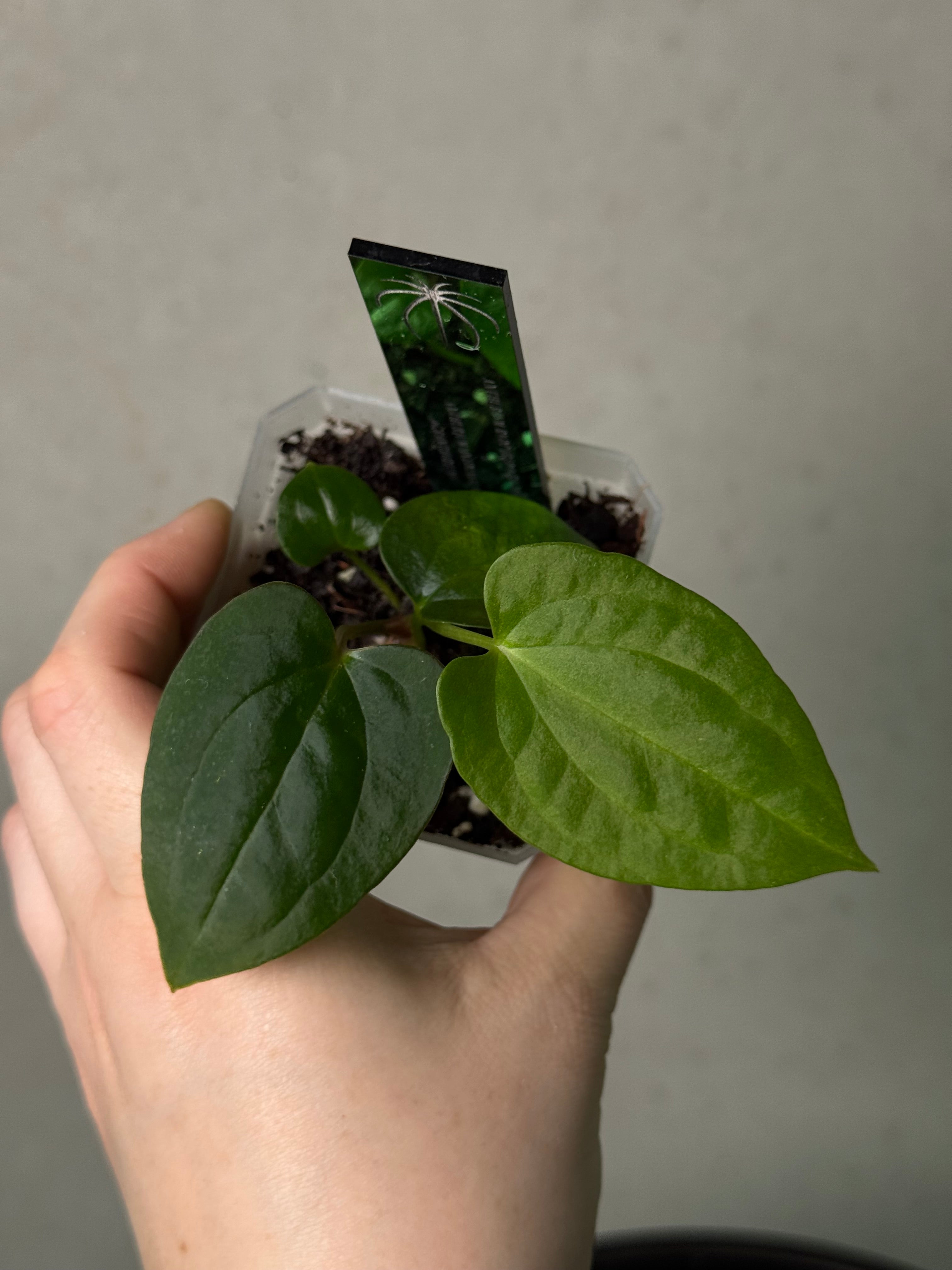 Anthurium Red Vein Dark Phoenix x BVEP RA1