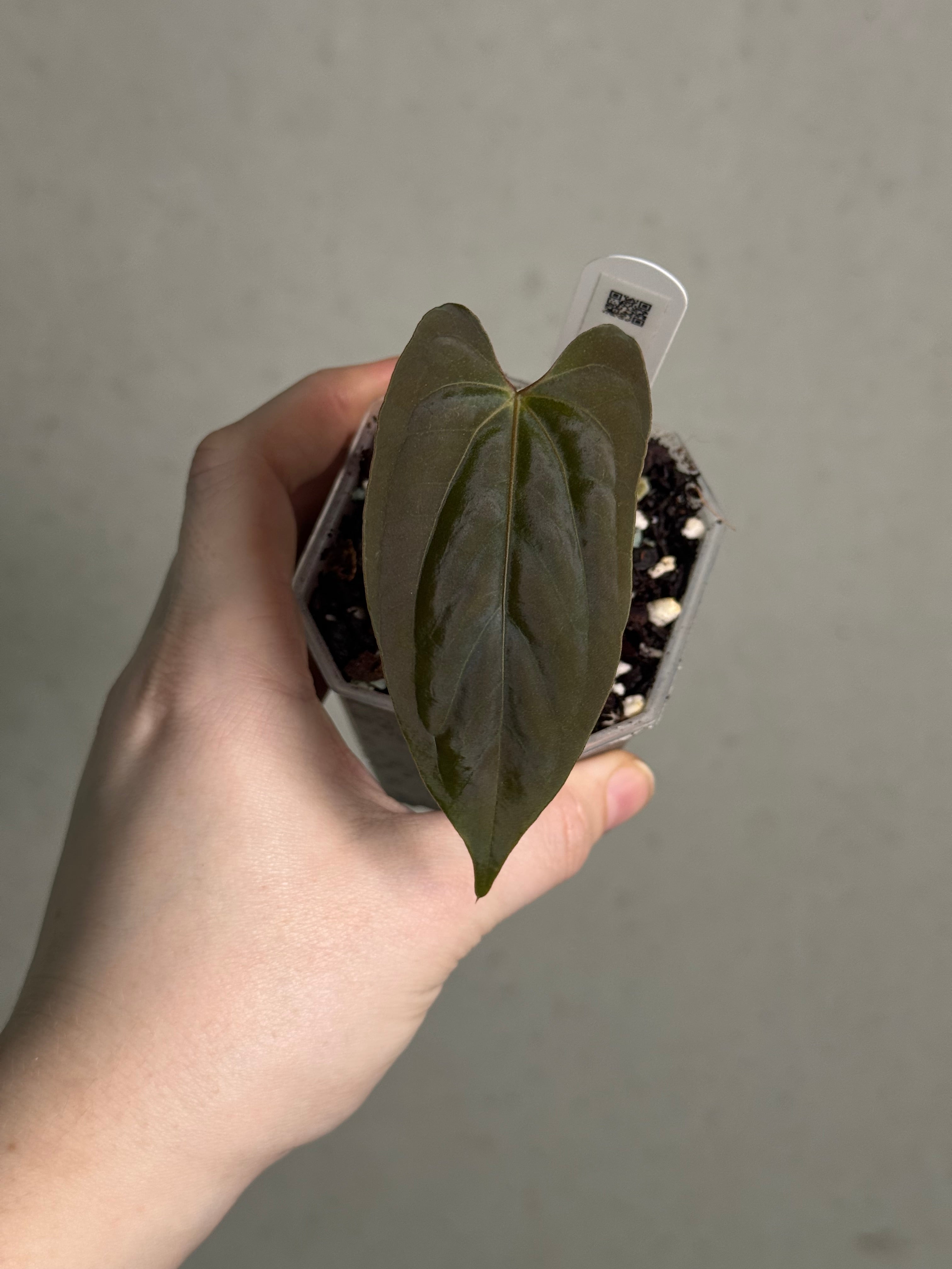 Anthurium Fort Sherman - Clone - Pre-order - SMUKHI