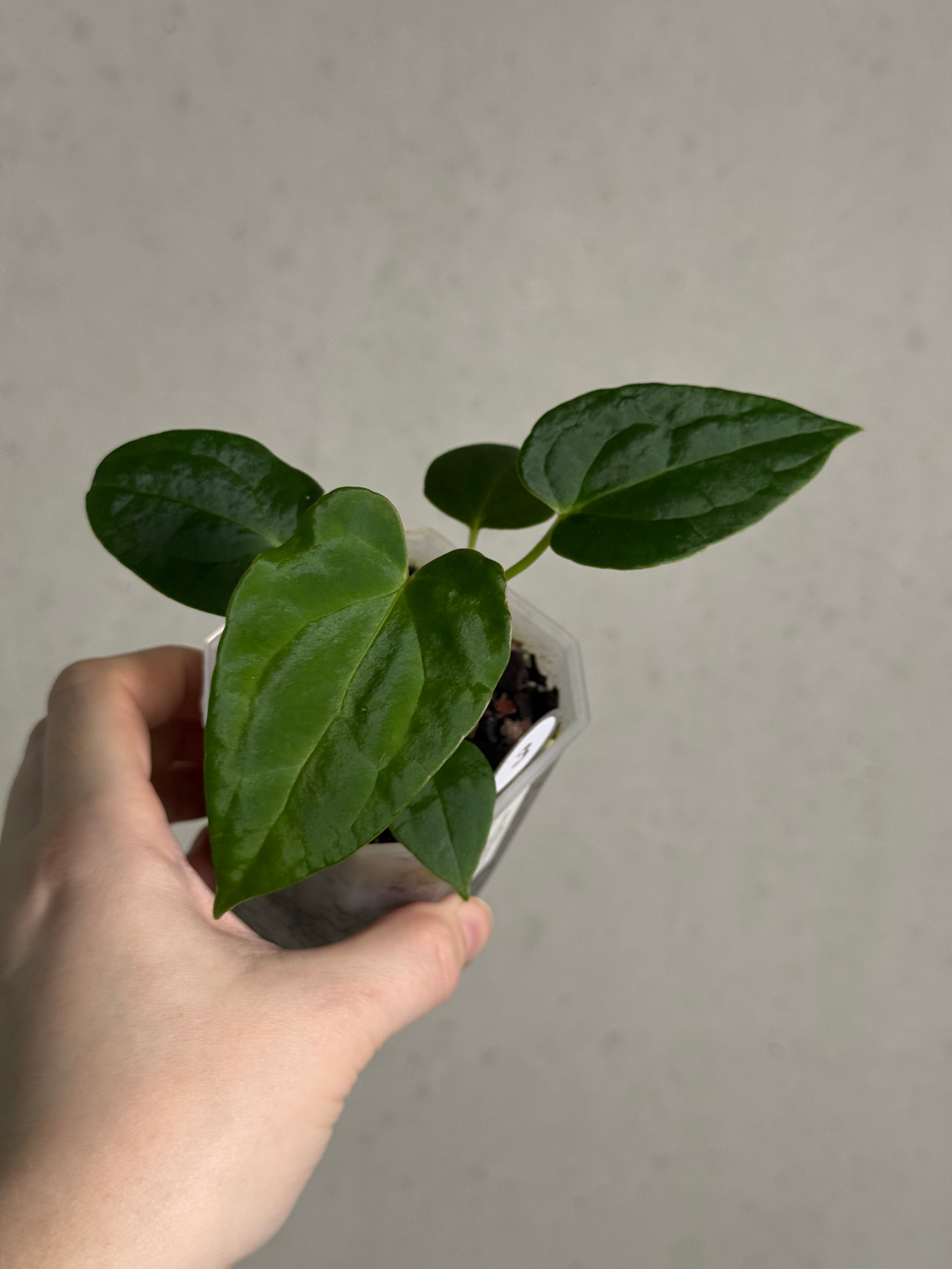 Anthurium (Dark Phoenix x Blue Papillilaminum) x Fort Sherman S1 - SMUKHI