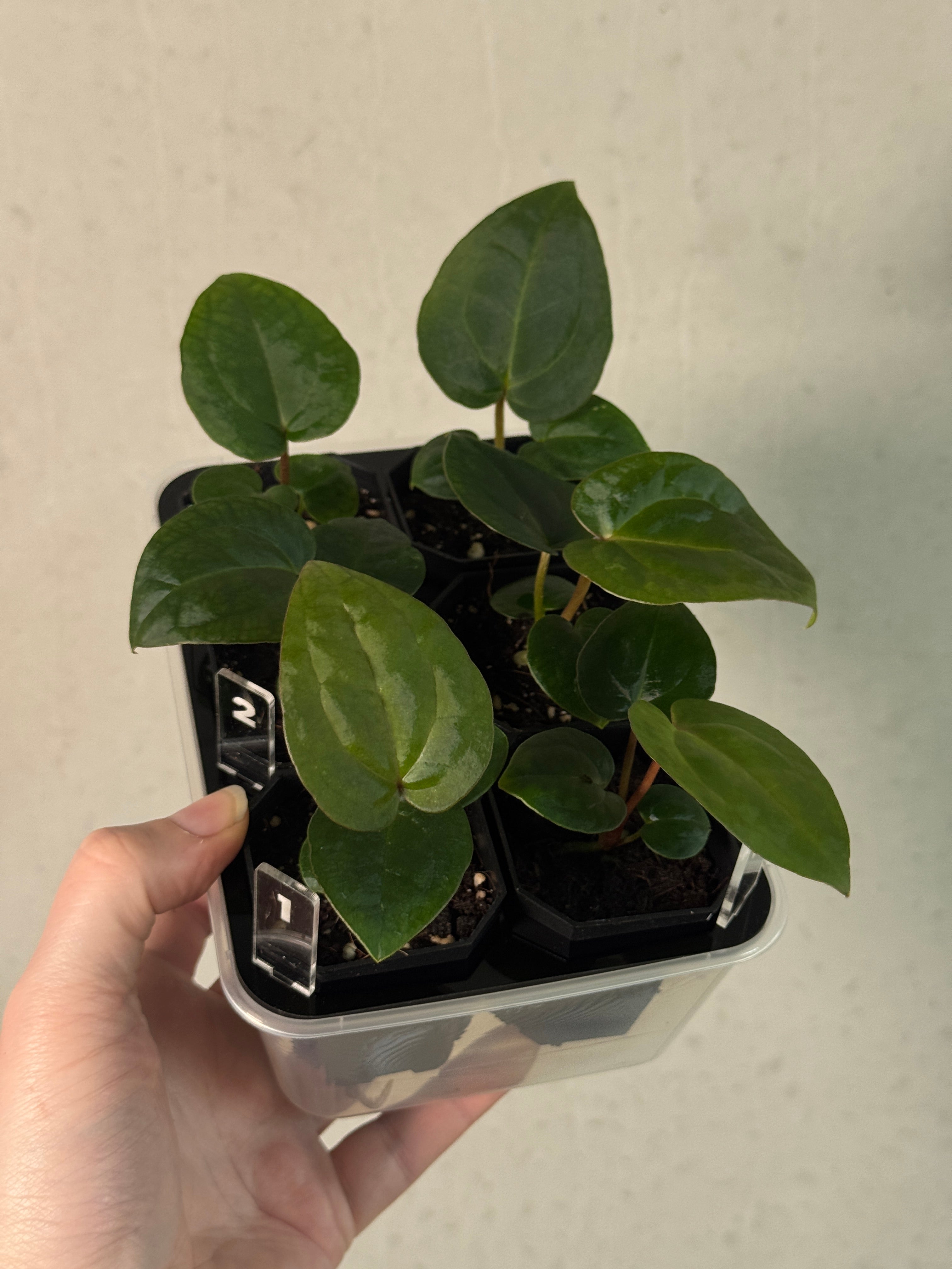 Anthurium Michelle x (?)