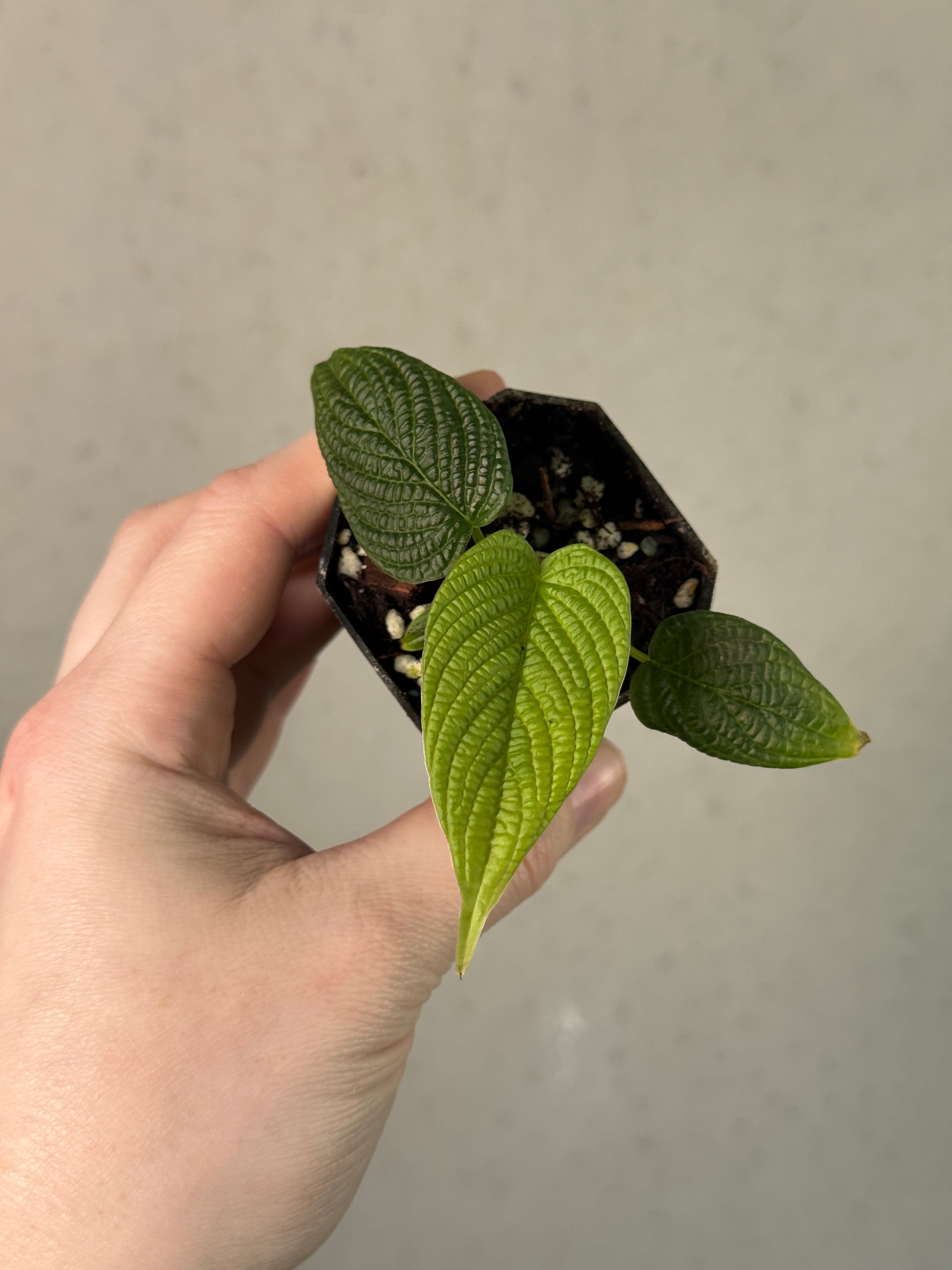 Philodendron cf. Lynnhannoiae