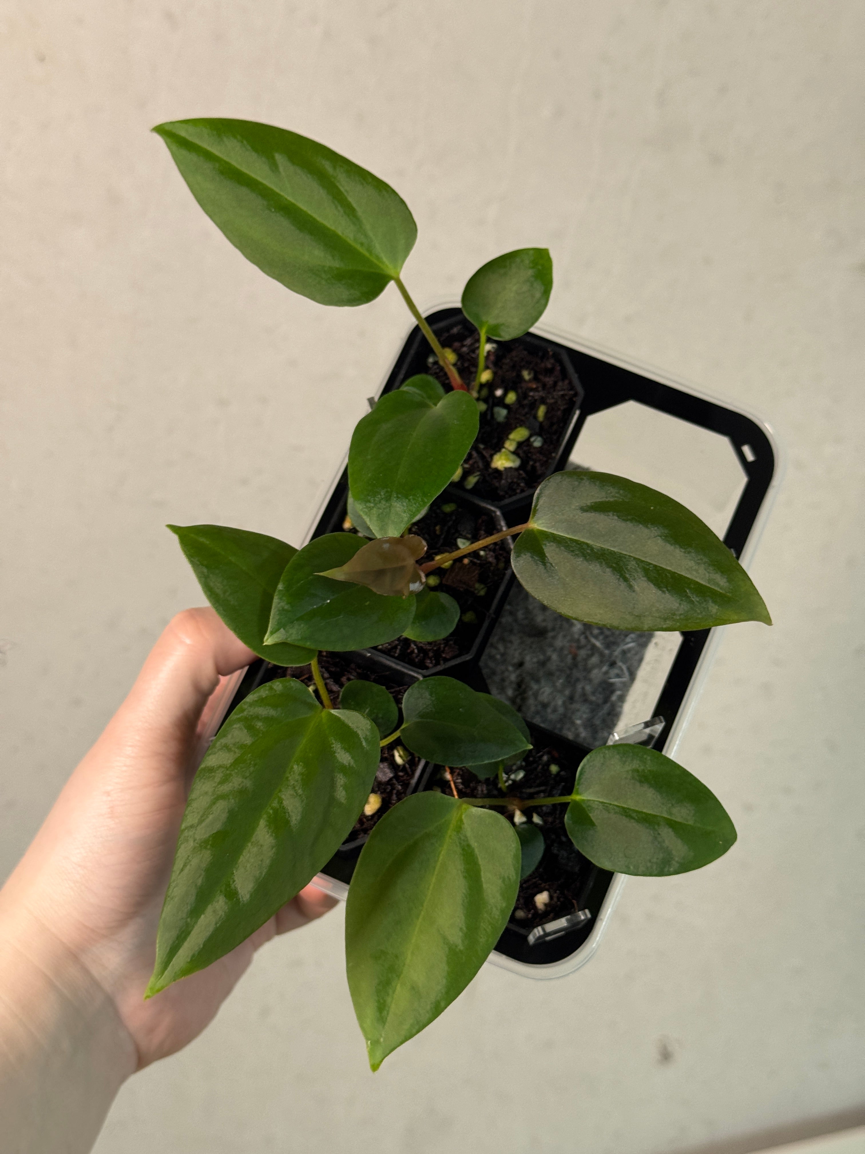 Anthurium Mr. Worldwide #2 x BVEP (‘Round’ x ‘Felix’)