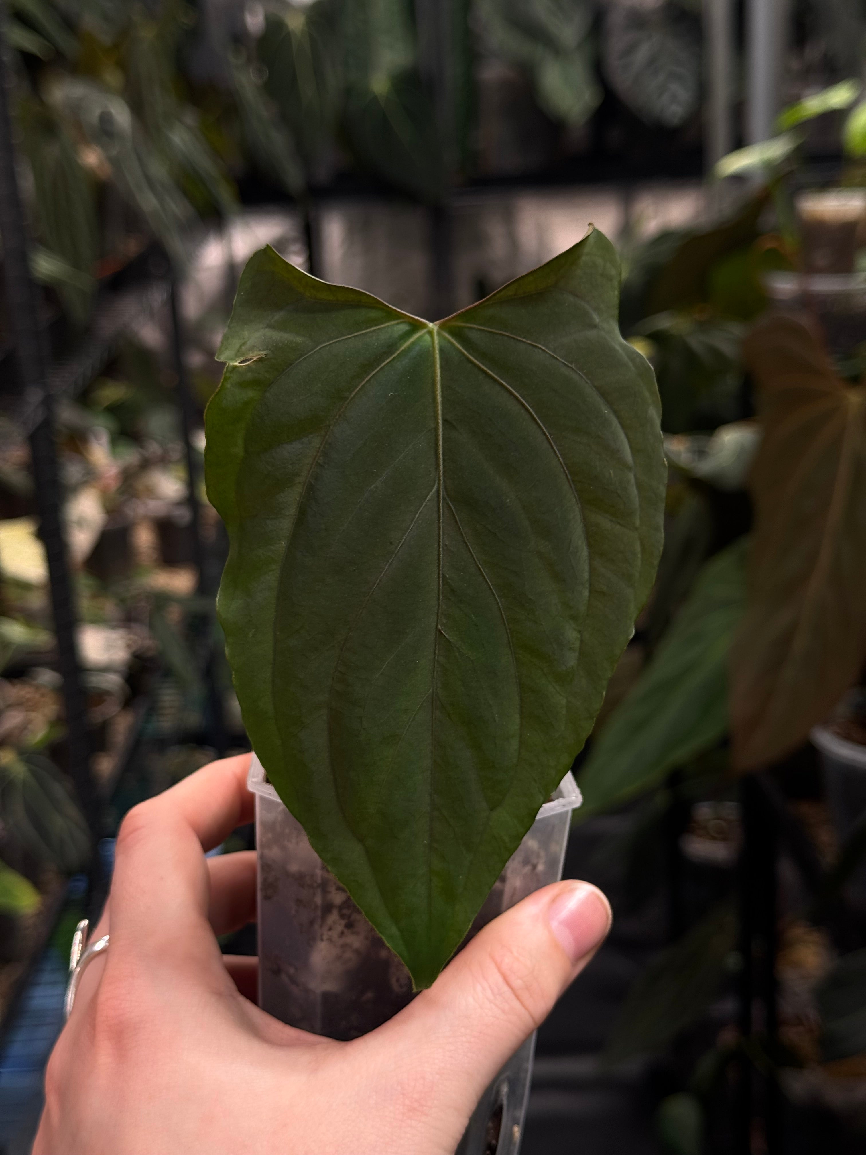 NFS: Anthurium Ralph Lynam x self