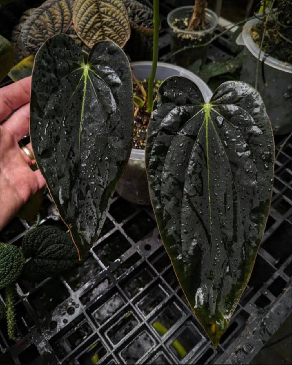 Anthurium BVEP 'Blackened tuna' x RA1 - SMUKHI
