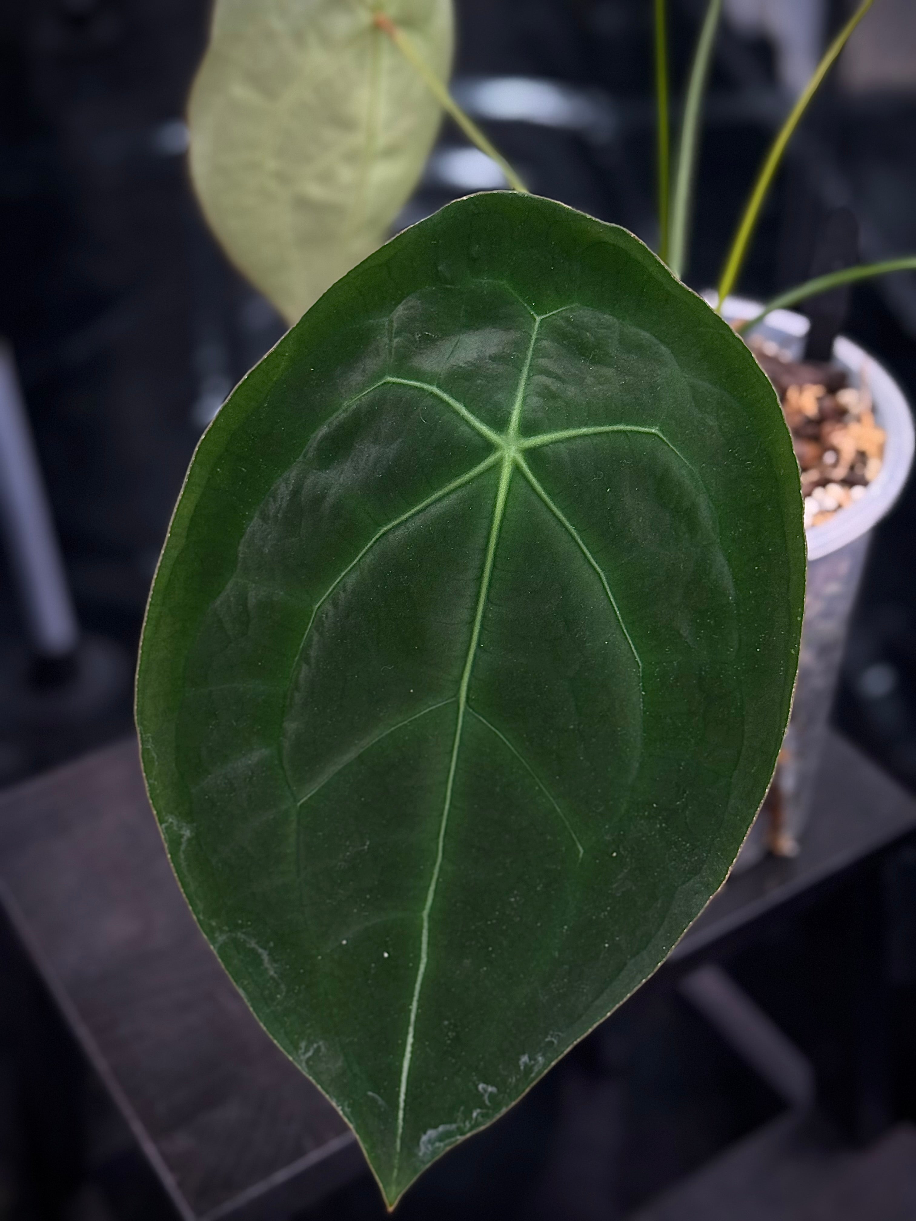 Anthurium Goliath x Dark Phoenix - OR Forgetii Dark Form - Seeds