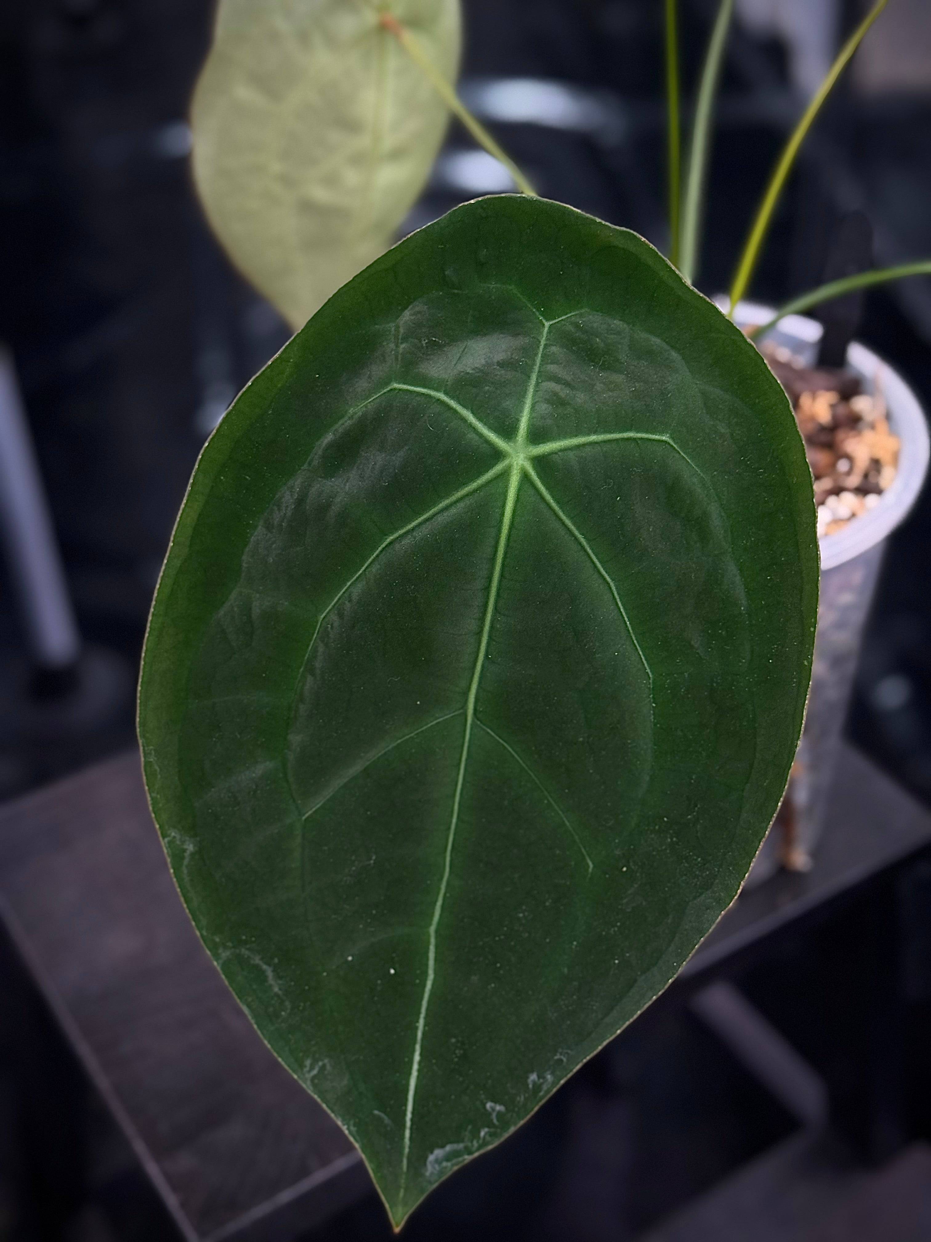 Anthurium Goliath x Dark Phoenix - OR Forgetii Dark Form - Seeds - SMUKHI