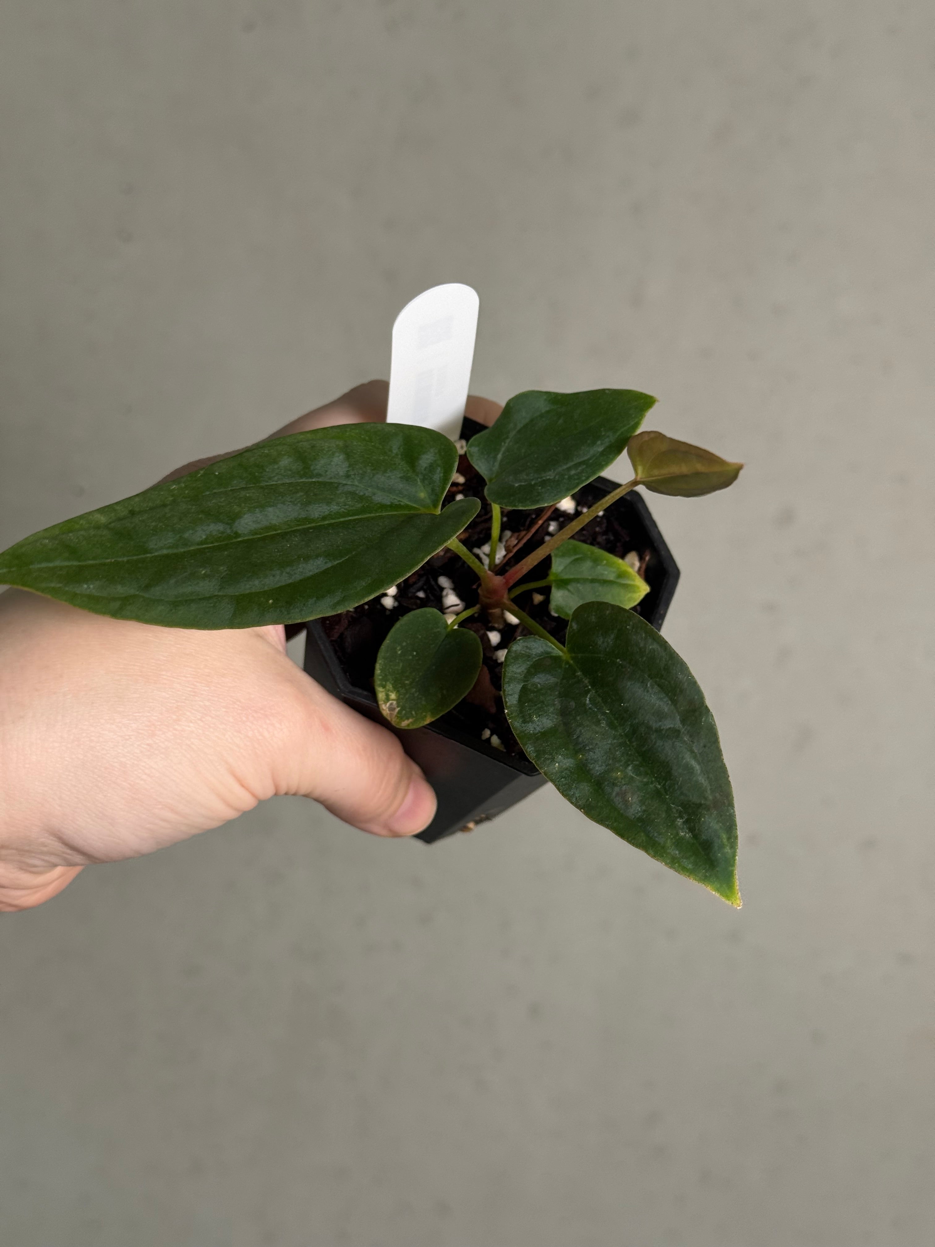 Anthurium BVEP ('Round' x RA1) x (WU1 x 'Oliver') - SMUKHI