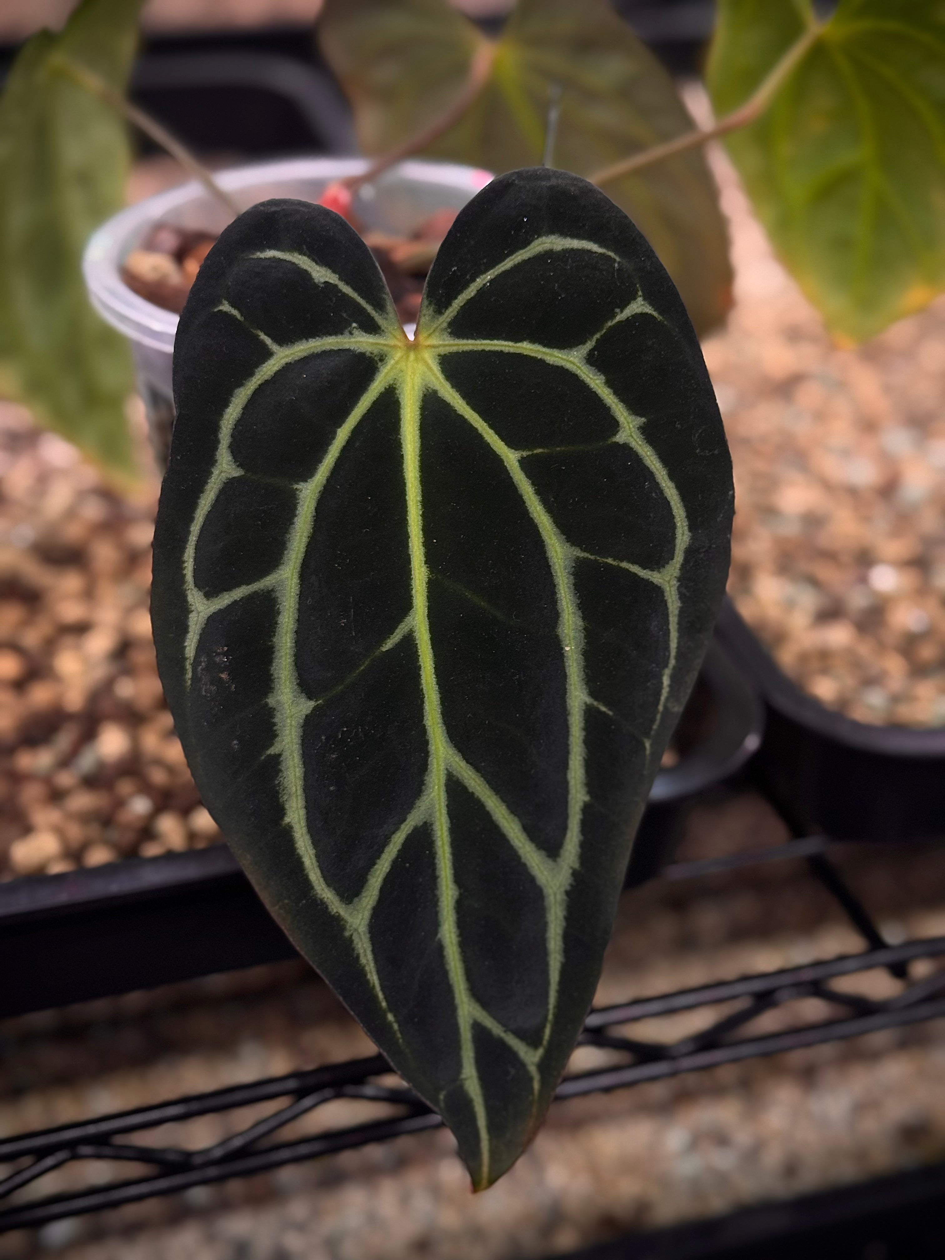 NFS: Anthurium Carlablackiae SS x RA10