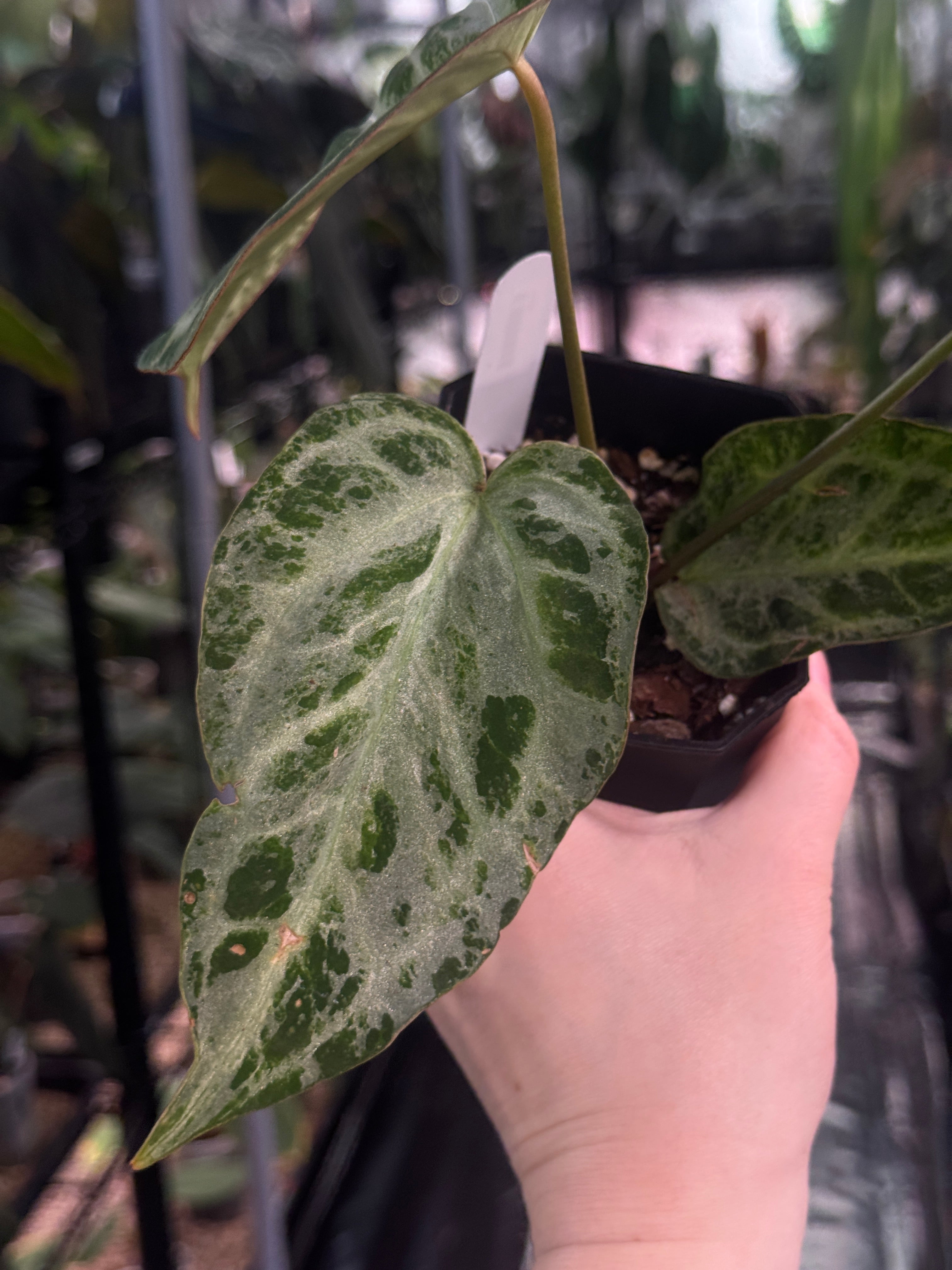 Anthurium ‘Silver Blush’ Mint / Blister Variegata