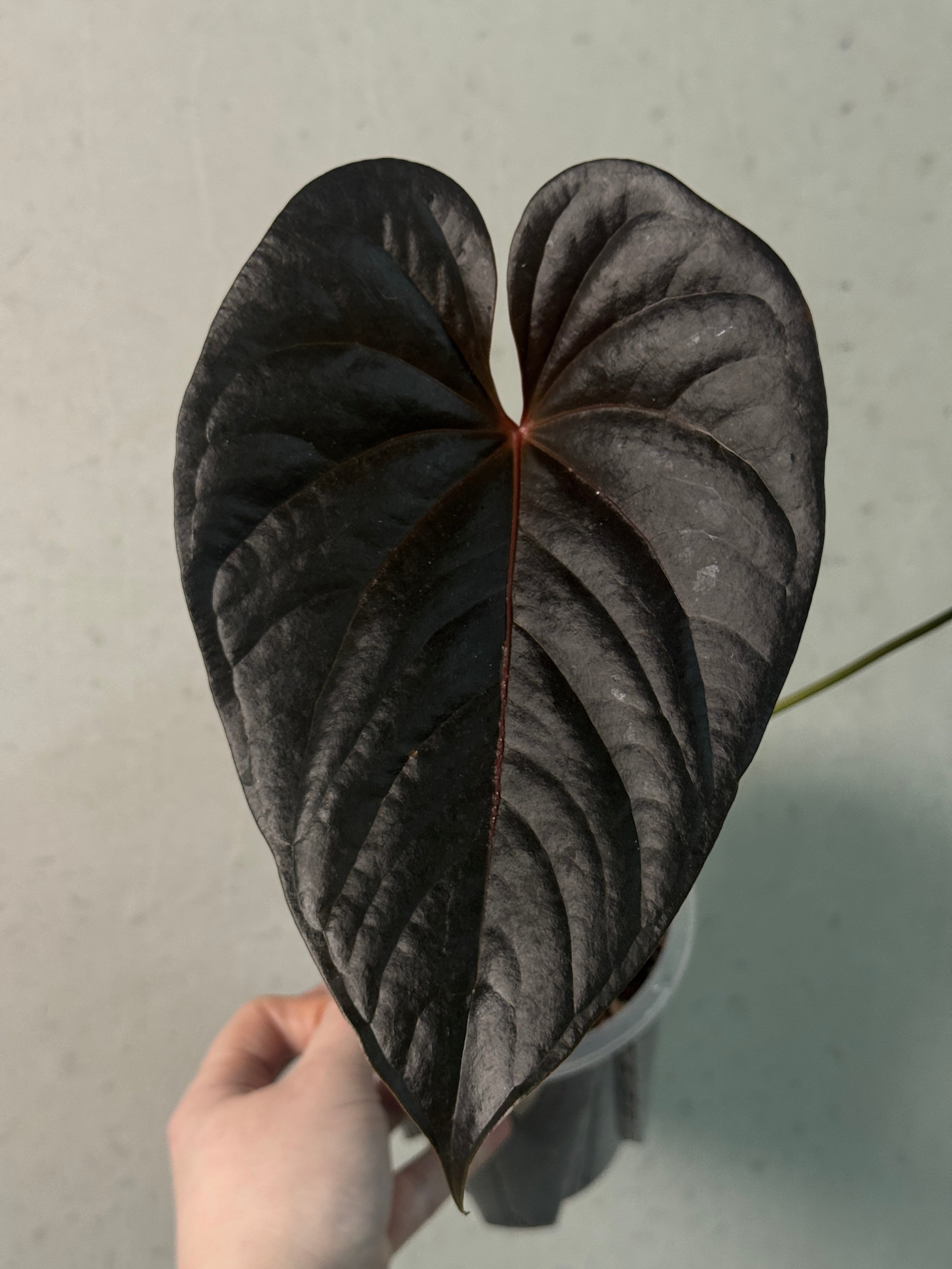 Anthurium Chamberlainii (x) - SMUKHI