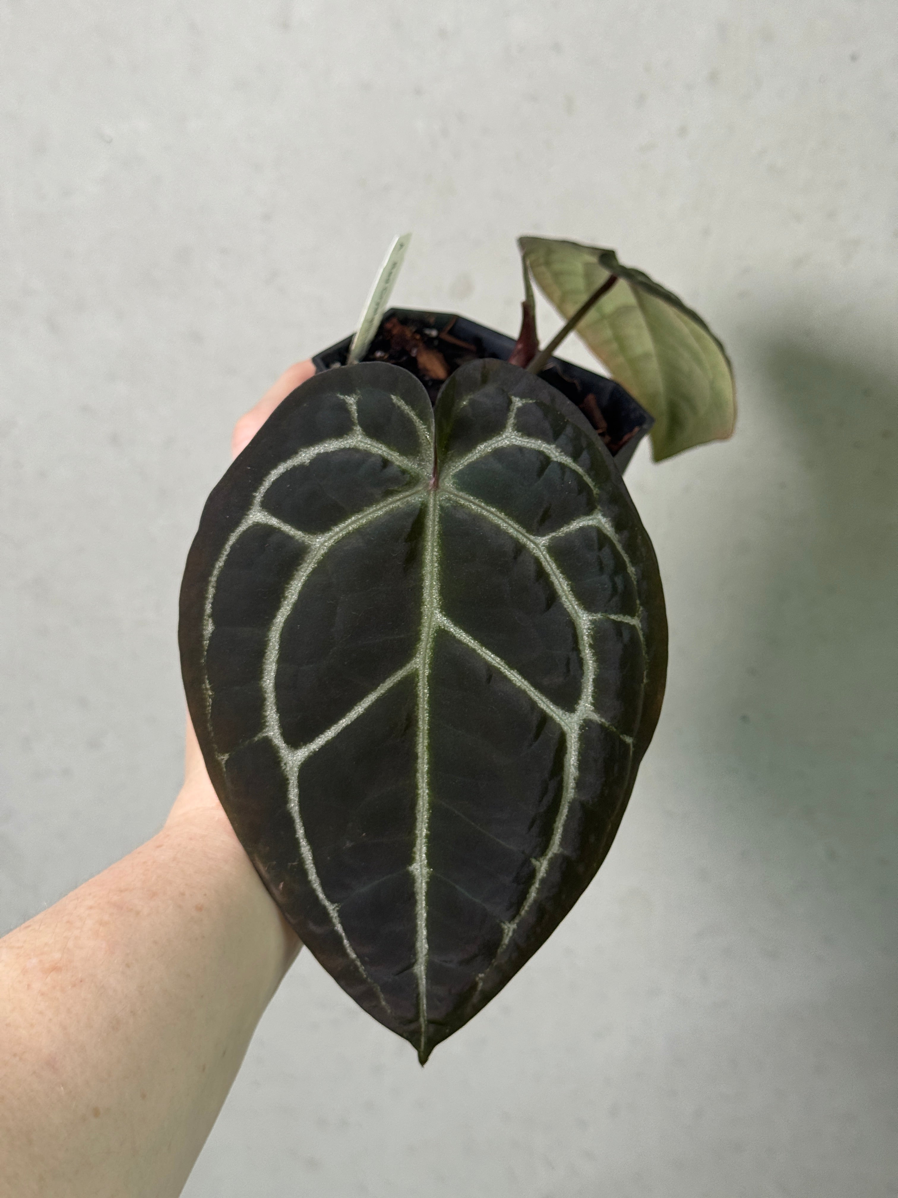 Red Anthurium Crystallinum plant from Wuhoo Tropicals, showcasing lush green leaves with striking red veins and glossy foliage.