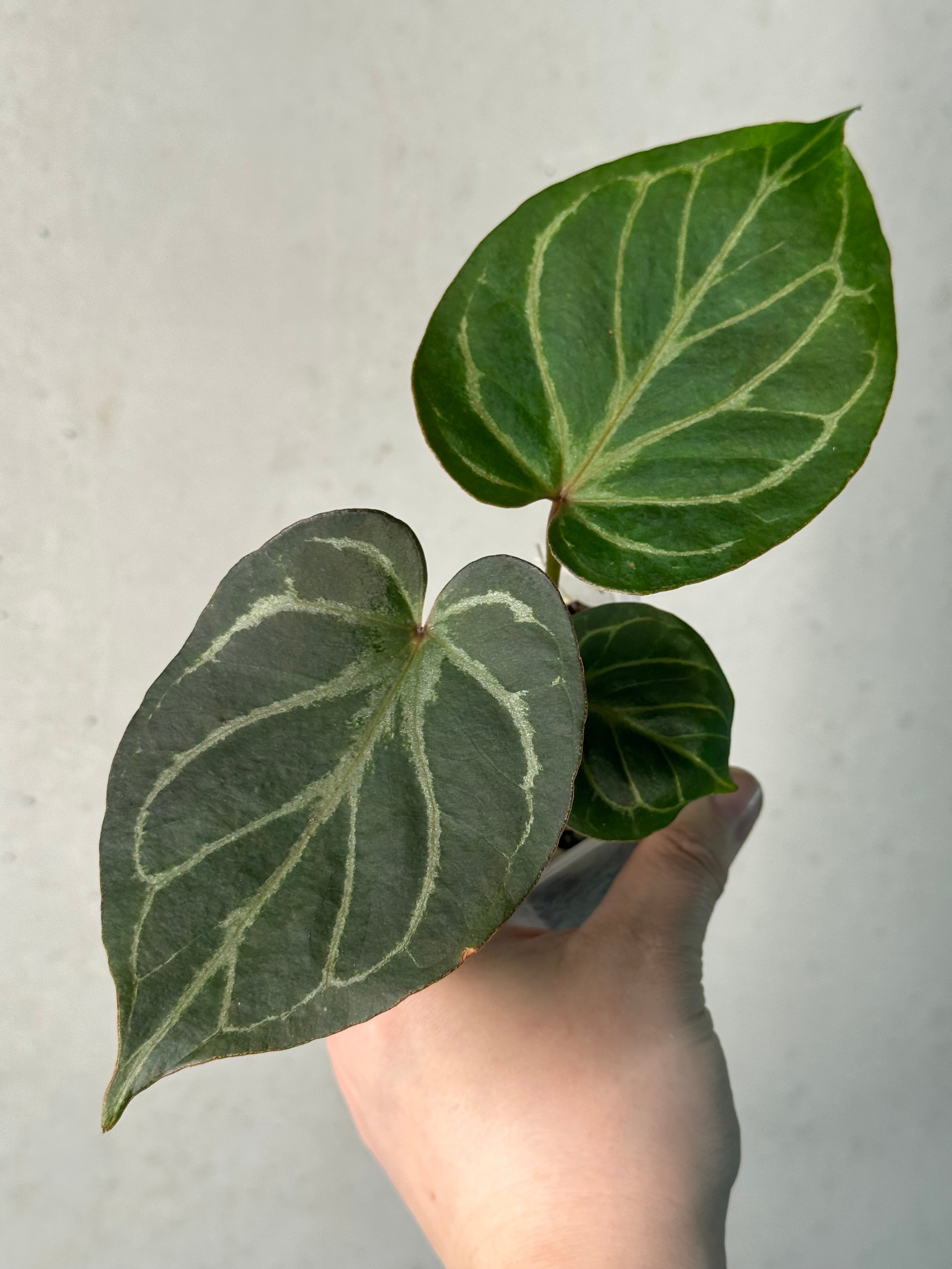 Anthurium HU x Red Crystallinum - Clone
