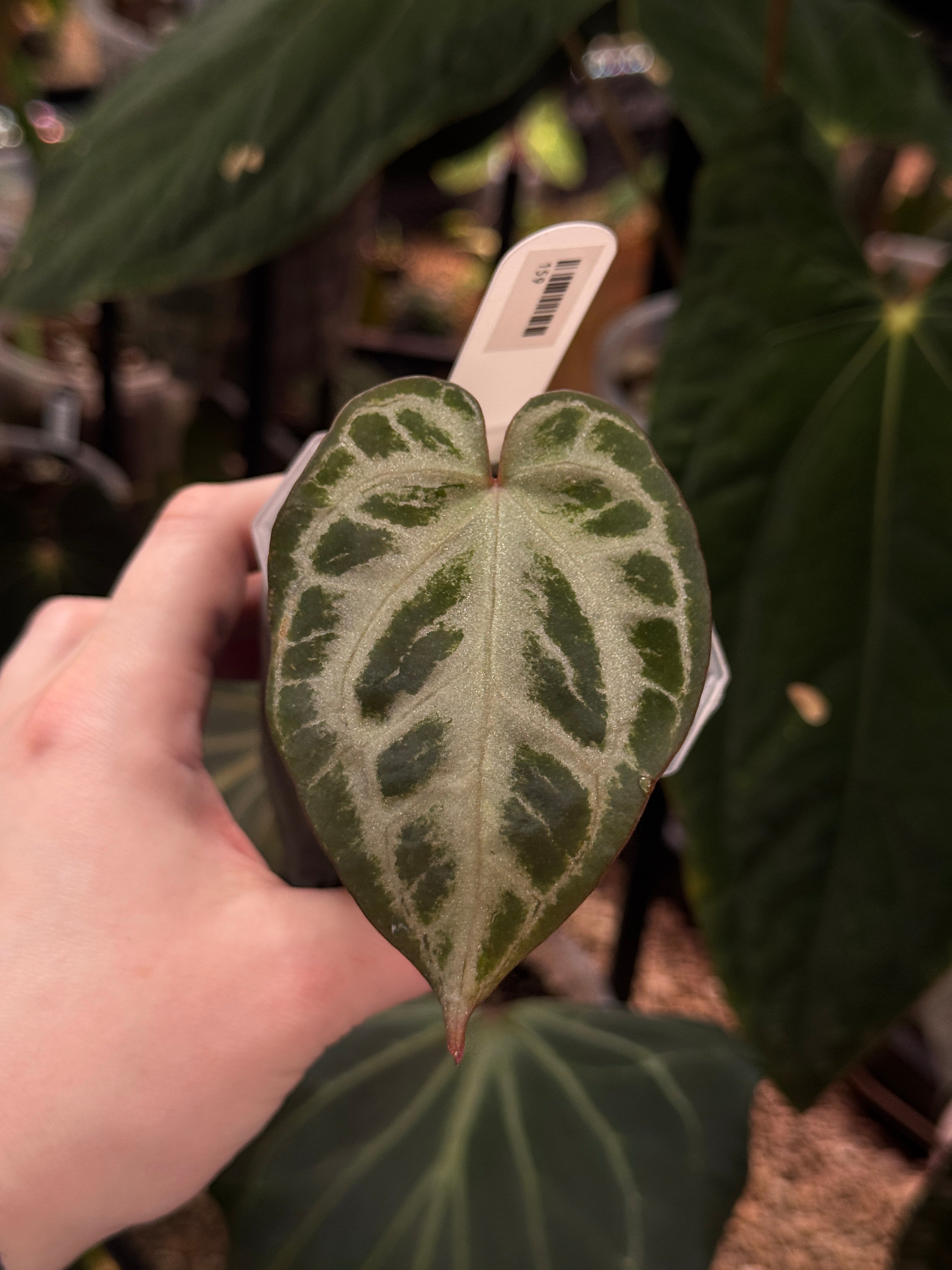 Anthurium Red Crystal Blush '2' x '1' - Clone - SMUKHI