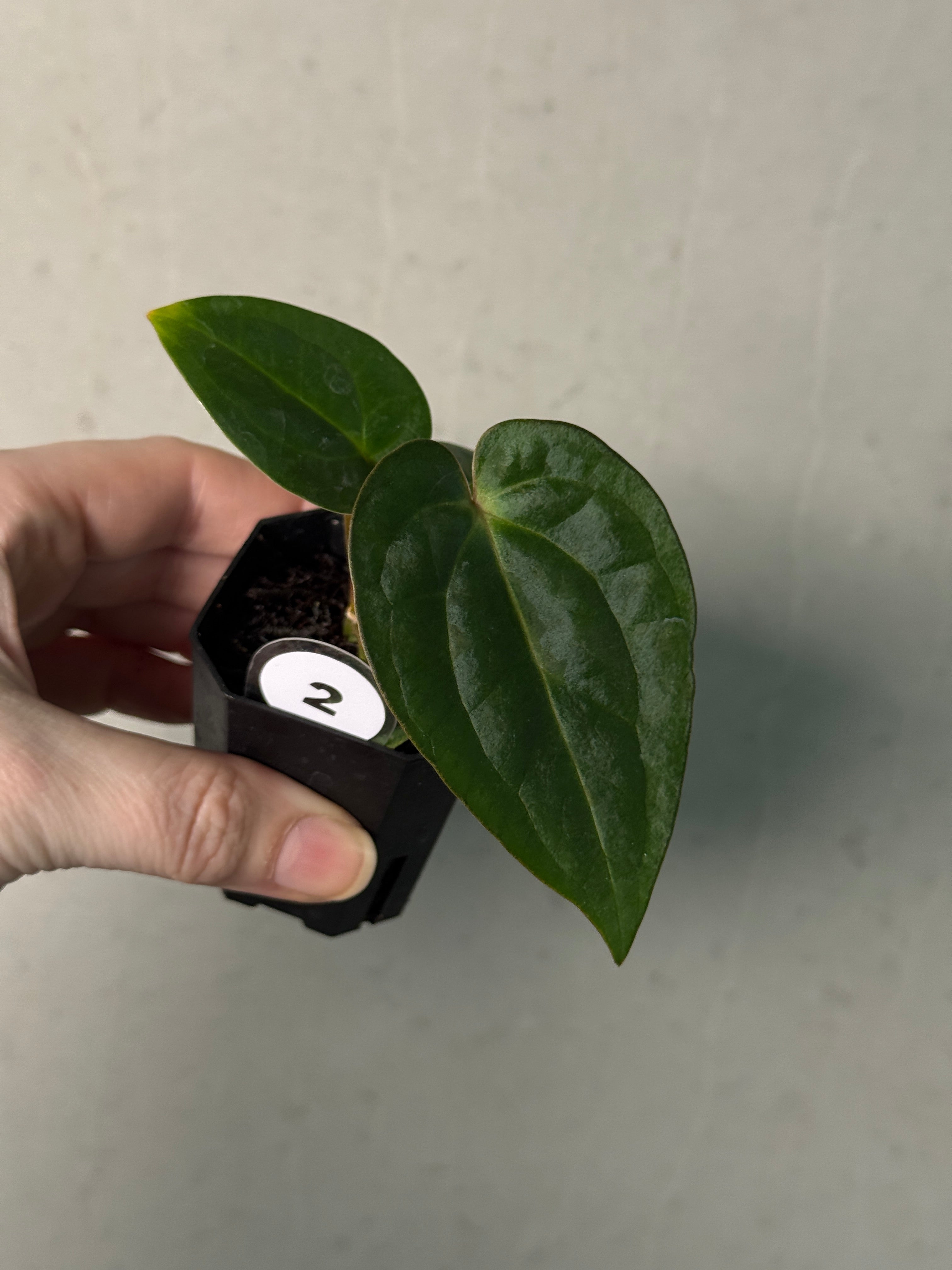 Anthurium Carlablackiae (RA5 x RA10) x (Dressleri RG F2 x Carlablackiae ‘Amanda’) - SMUKHI