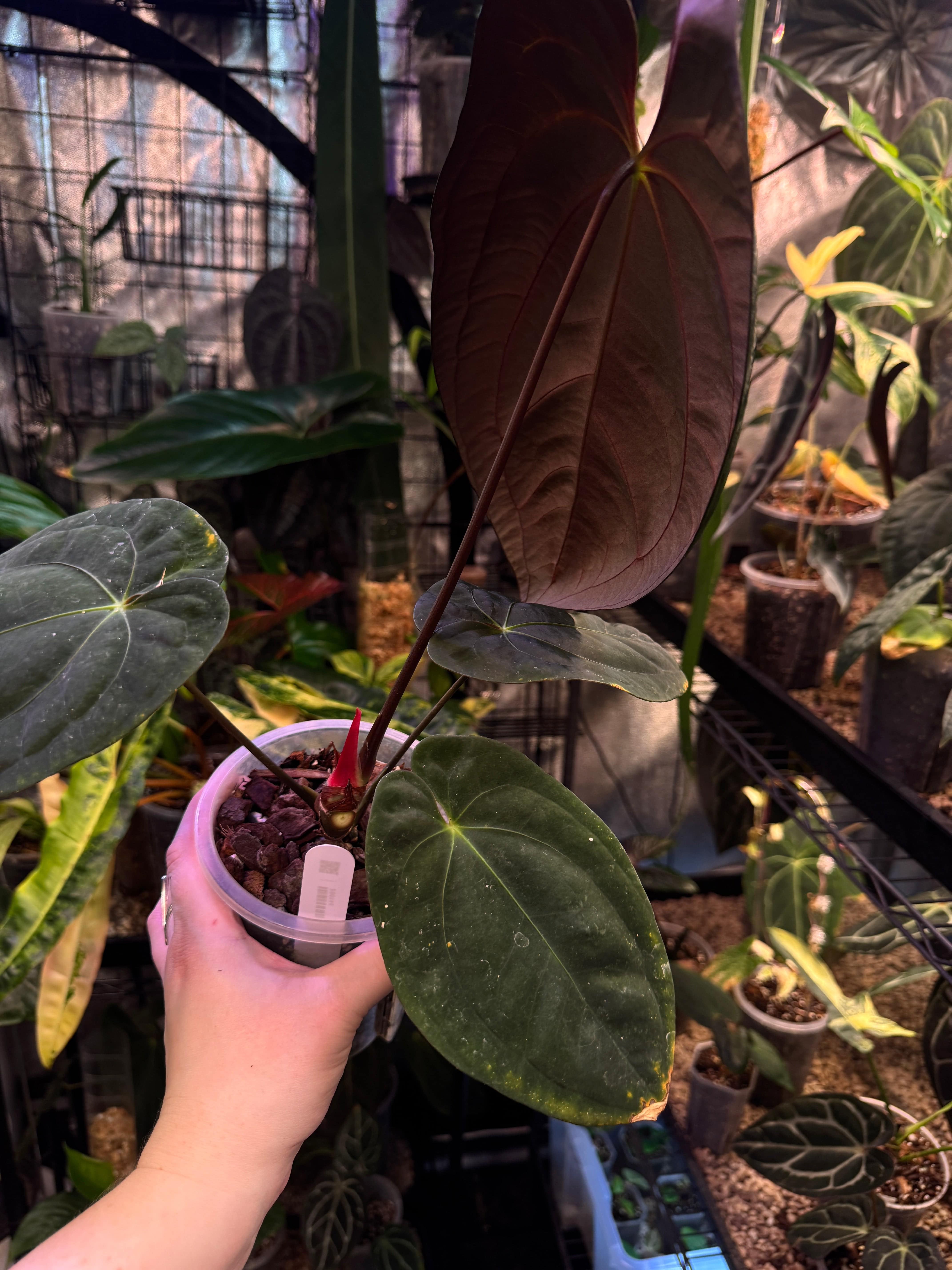 NFS: Anthurium Goliath x Dark Phoenix - SMUKHI