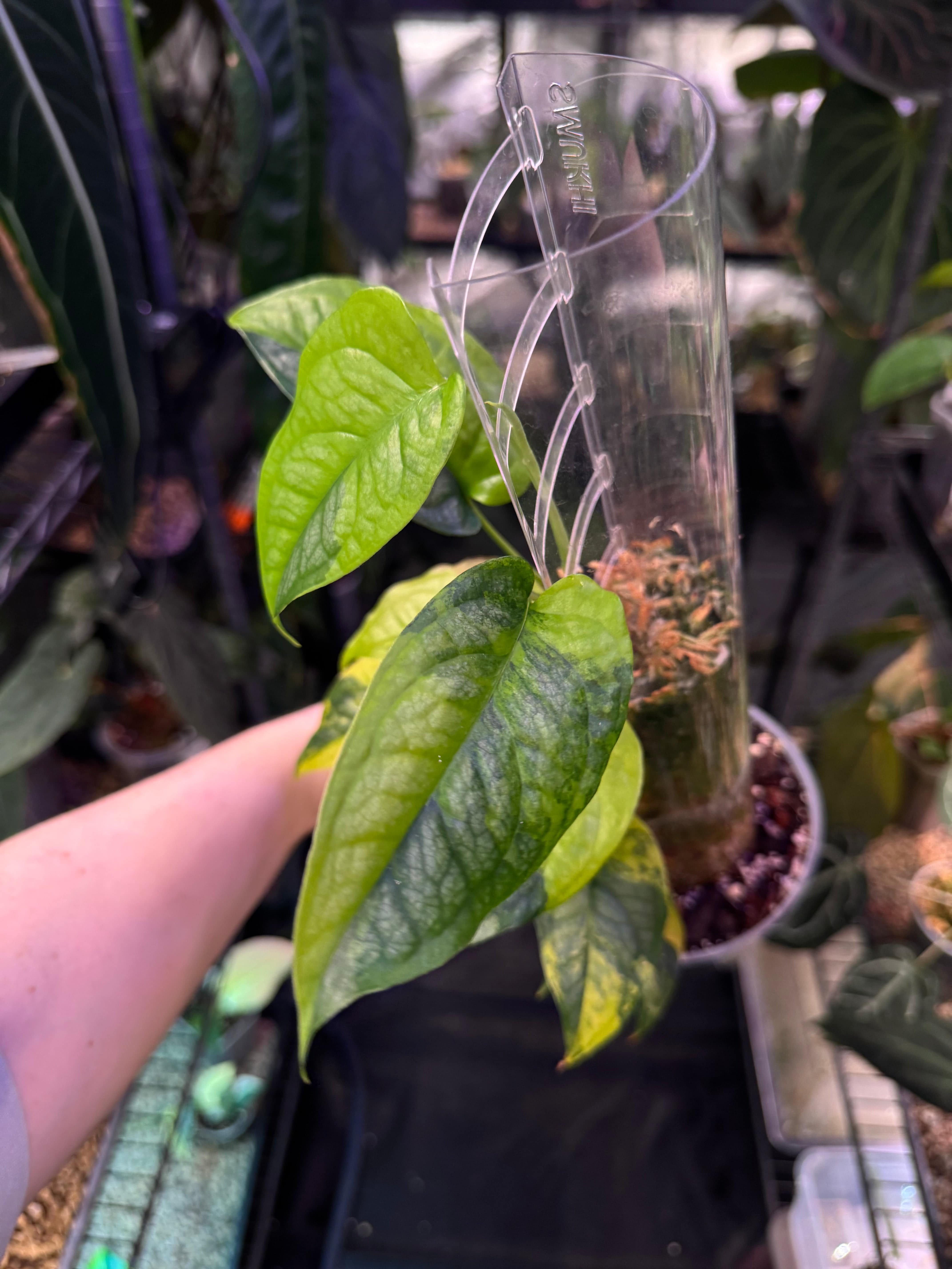 Monstera Siltepecana Aurea - Cuttings - SMUKHI