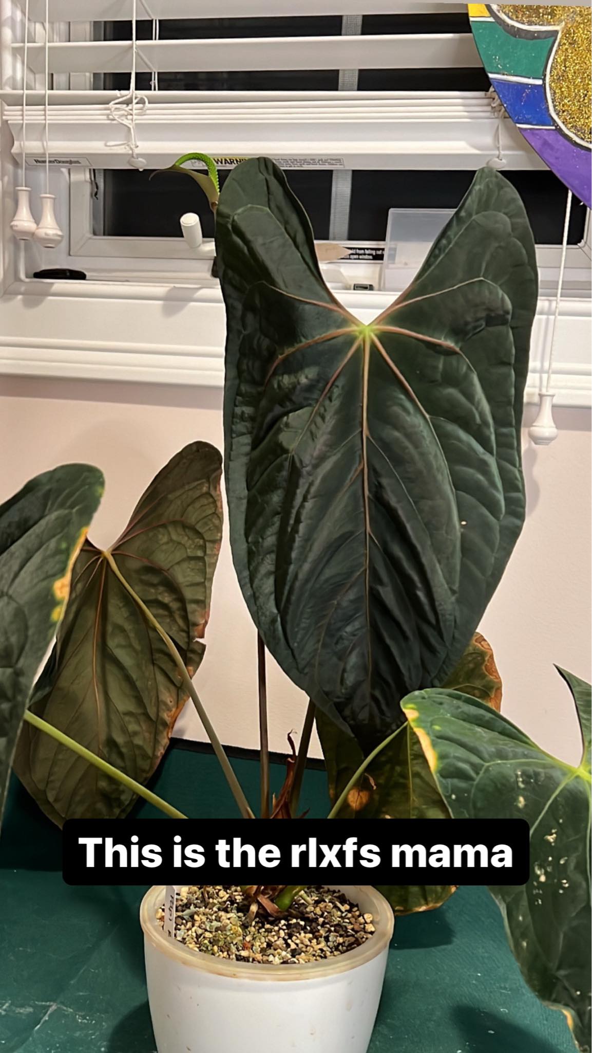 Anthurium Ralph Lynam x Fort Sherman (JV) - SMUKHI