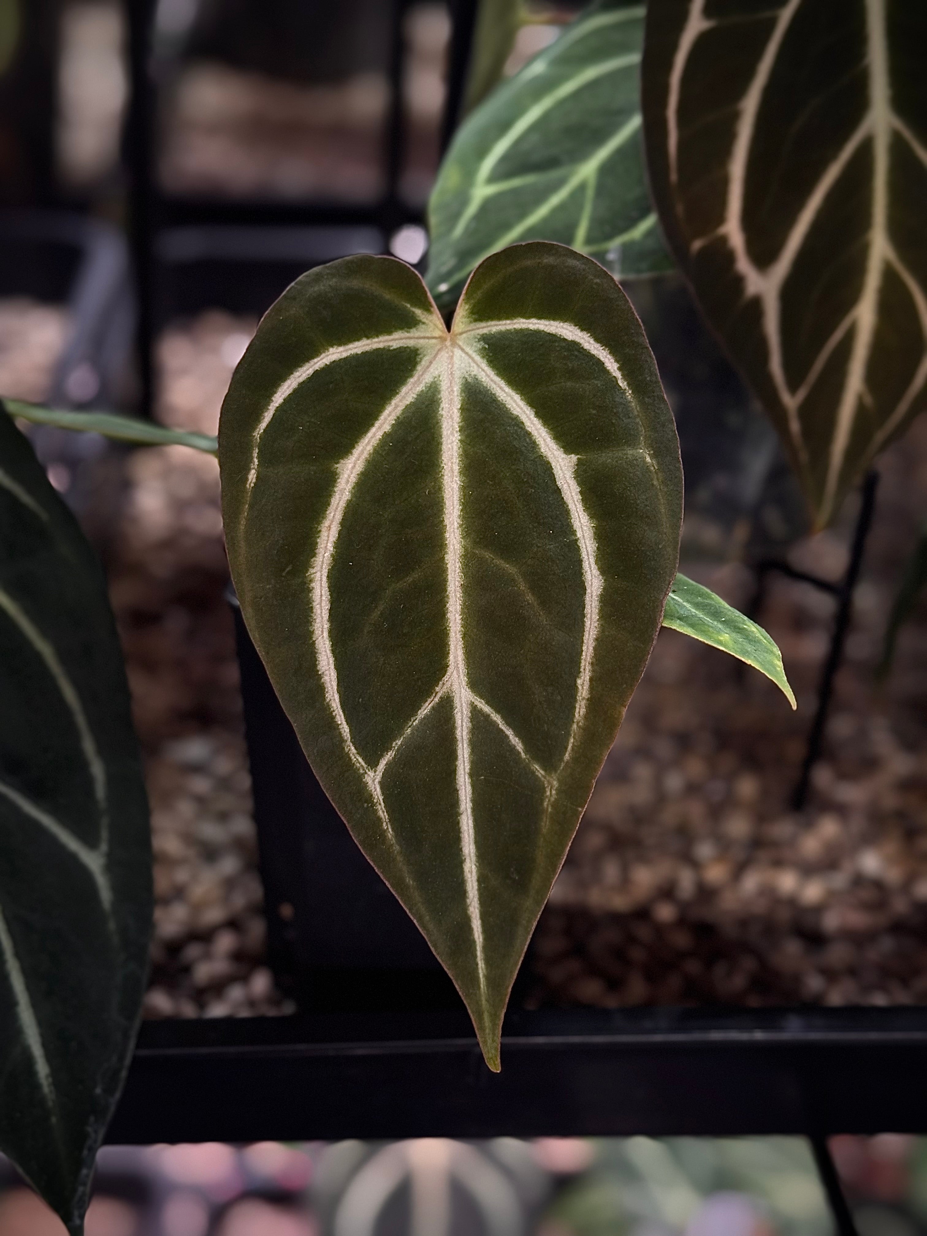 NFS: Anthurium (Dressleri x Carlablackiae) x Carlablackiae (RA5 x RA10)