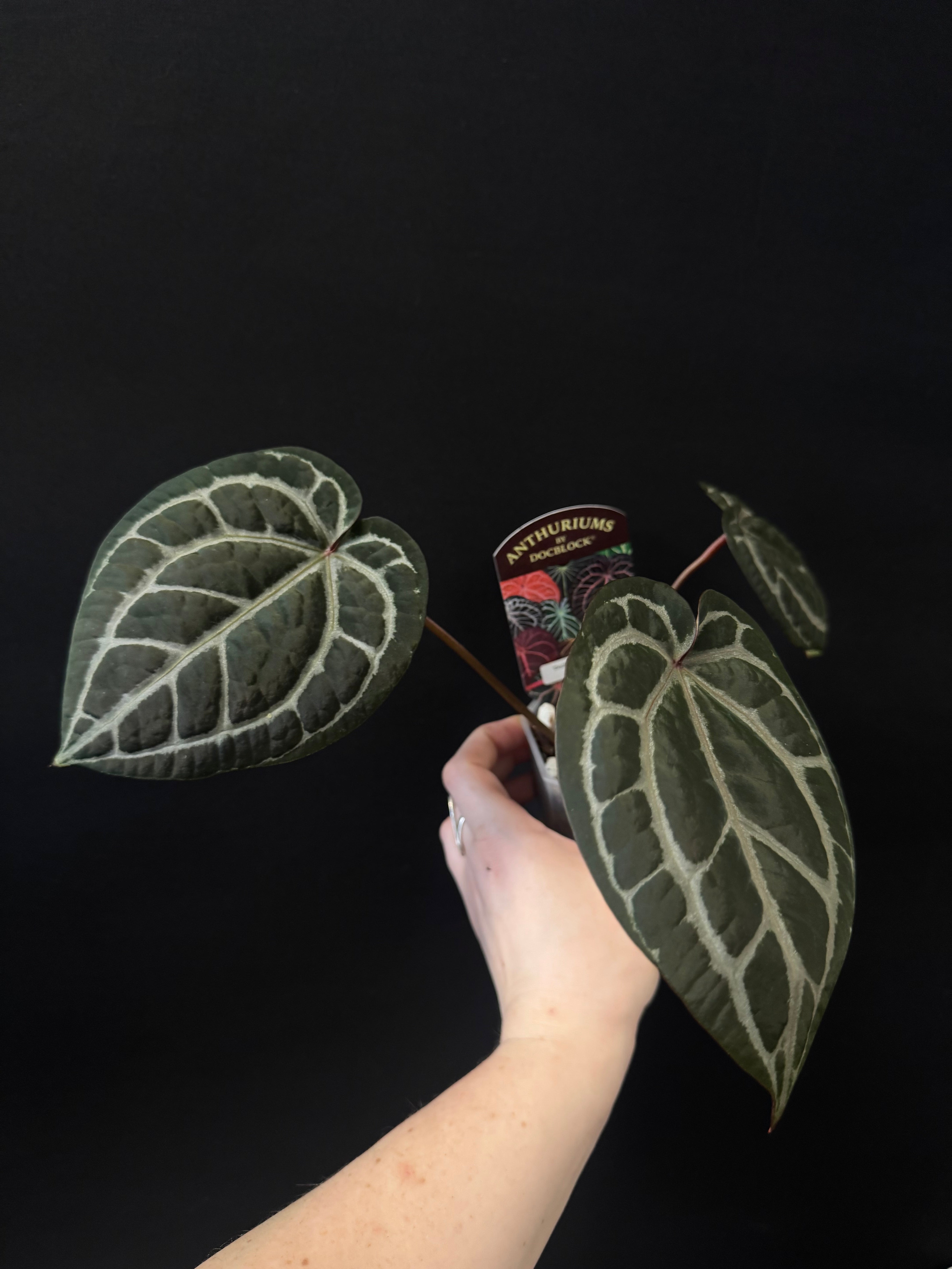 B-Grade/Sad Plants - Various Plants