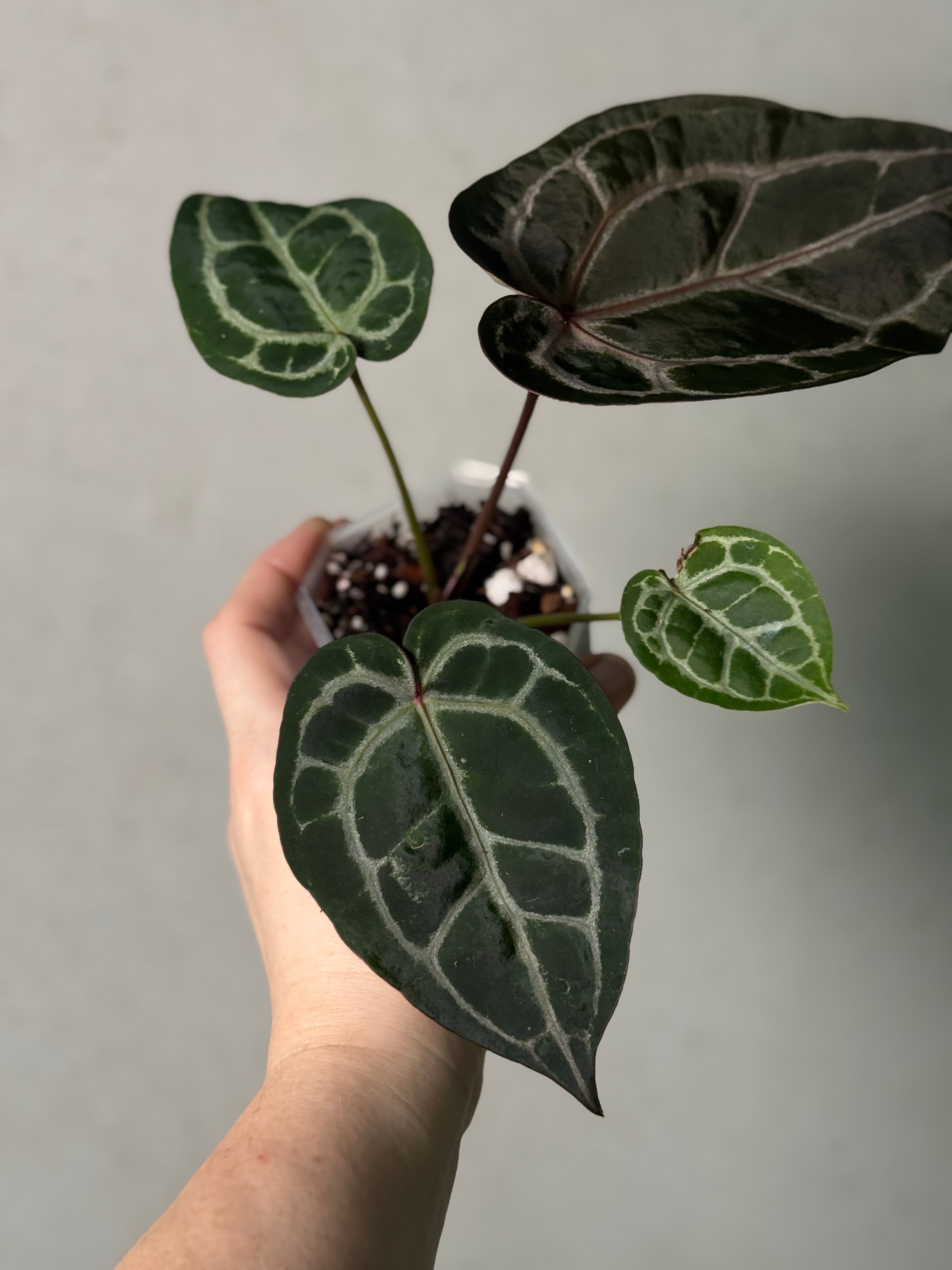 Anthurium DocBlock Michelle