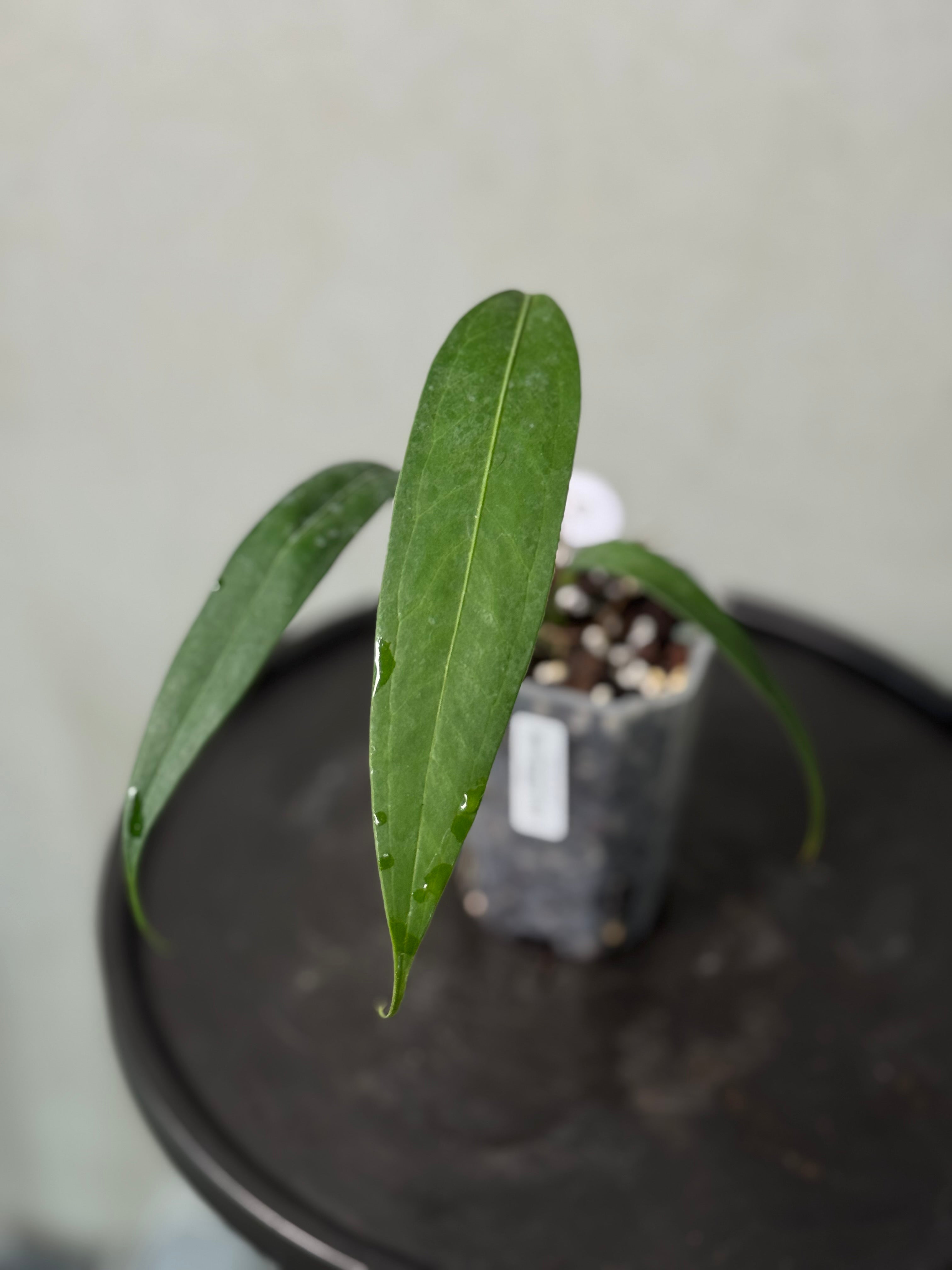 Anthurium Eminens S1