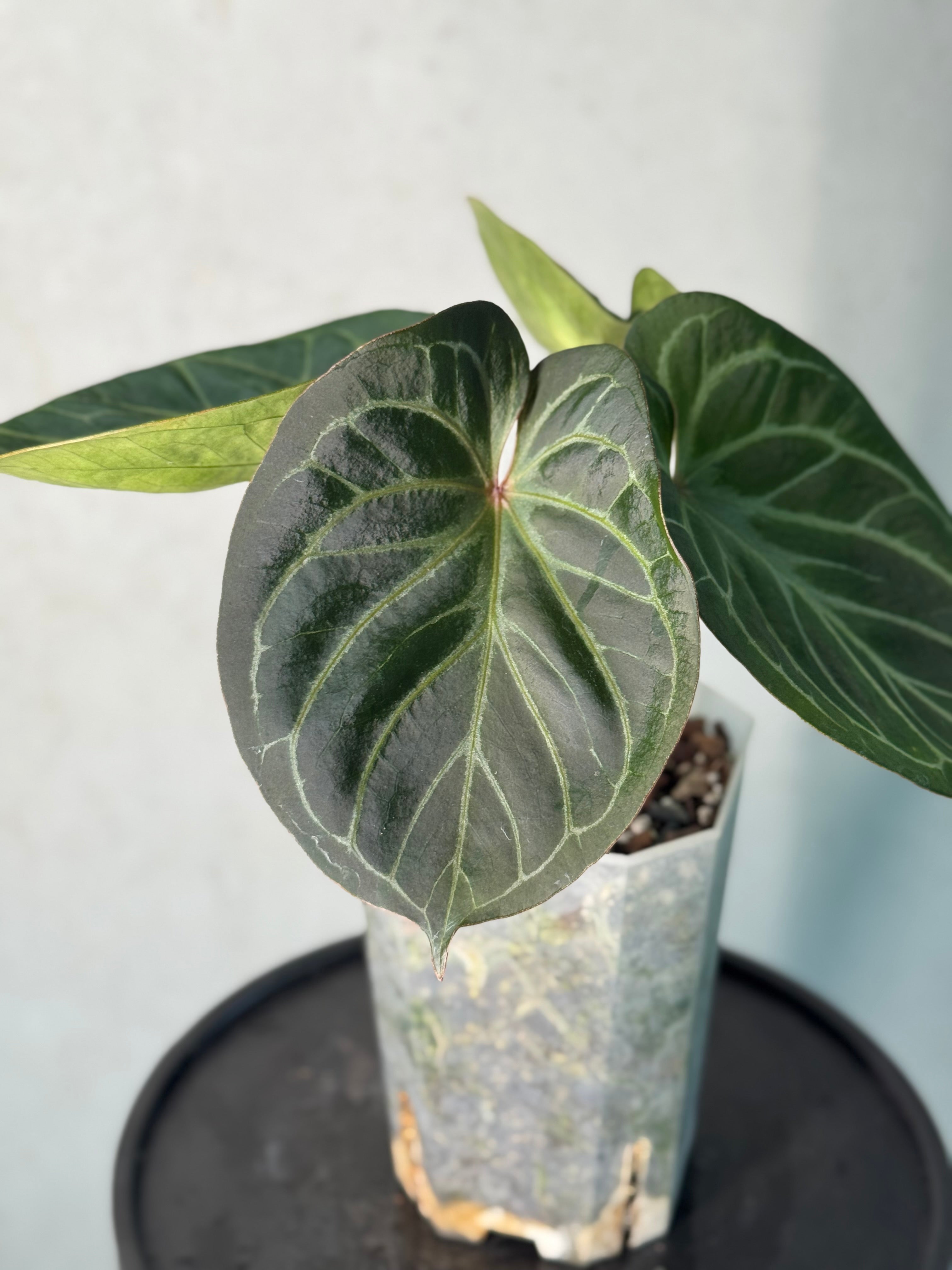 Anthurium HU x Red Crystallinum - Clone