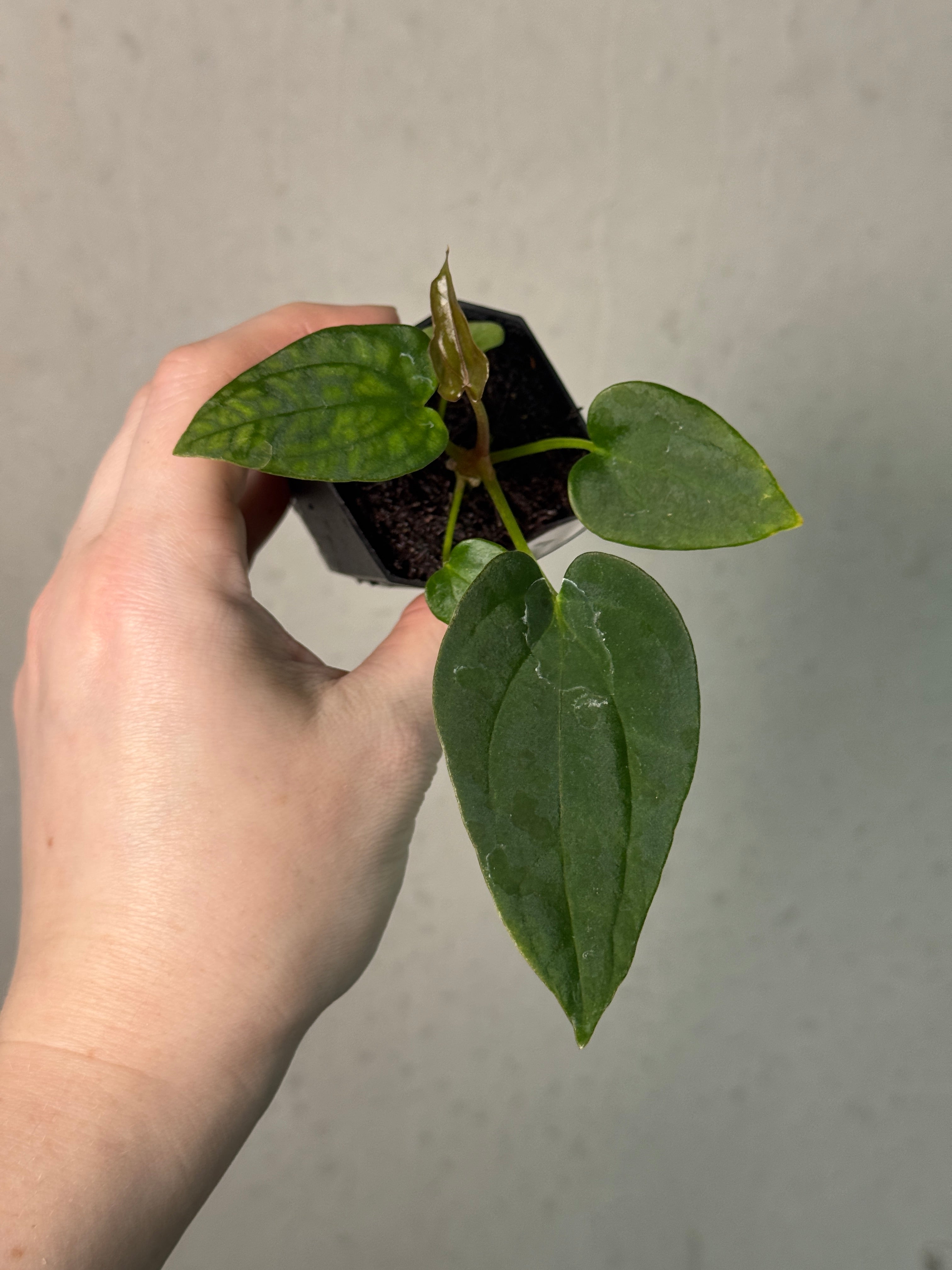 Anthurium Dressleri NSE 'Obsidian' x (Black x RG F2 Dark) - SMUKHI