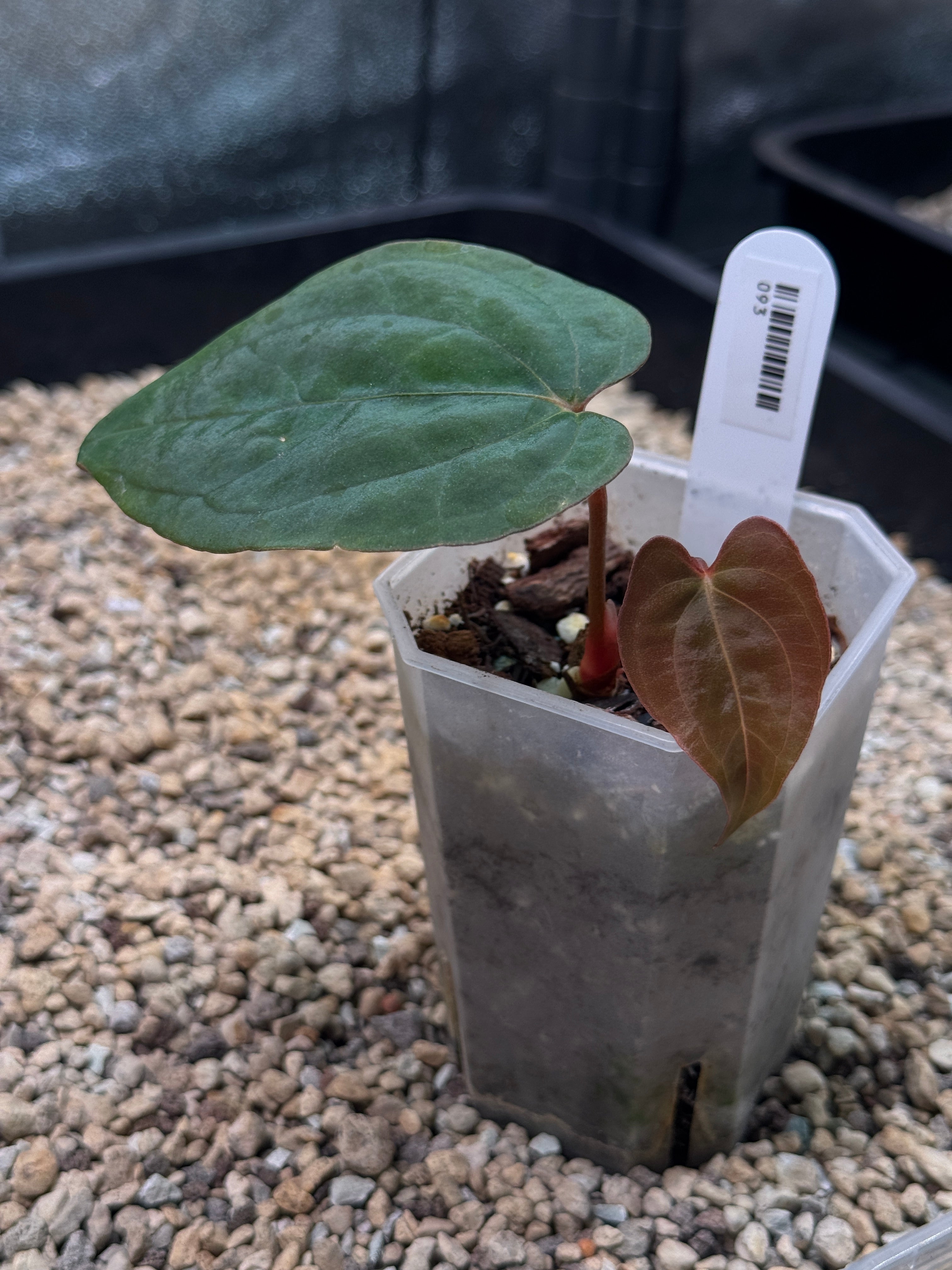 Anthurium FSxRL x RLxFS - Clone