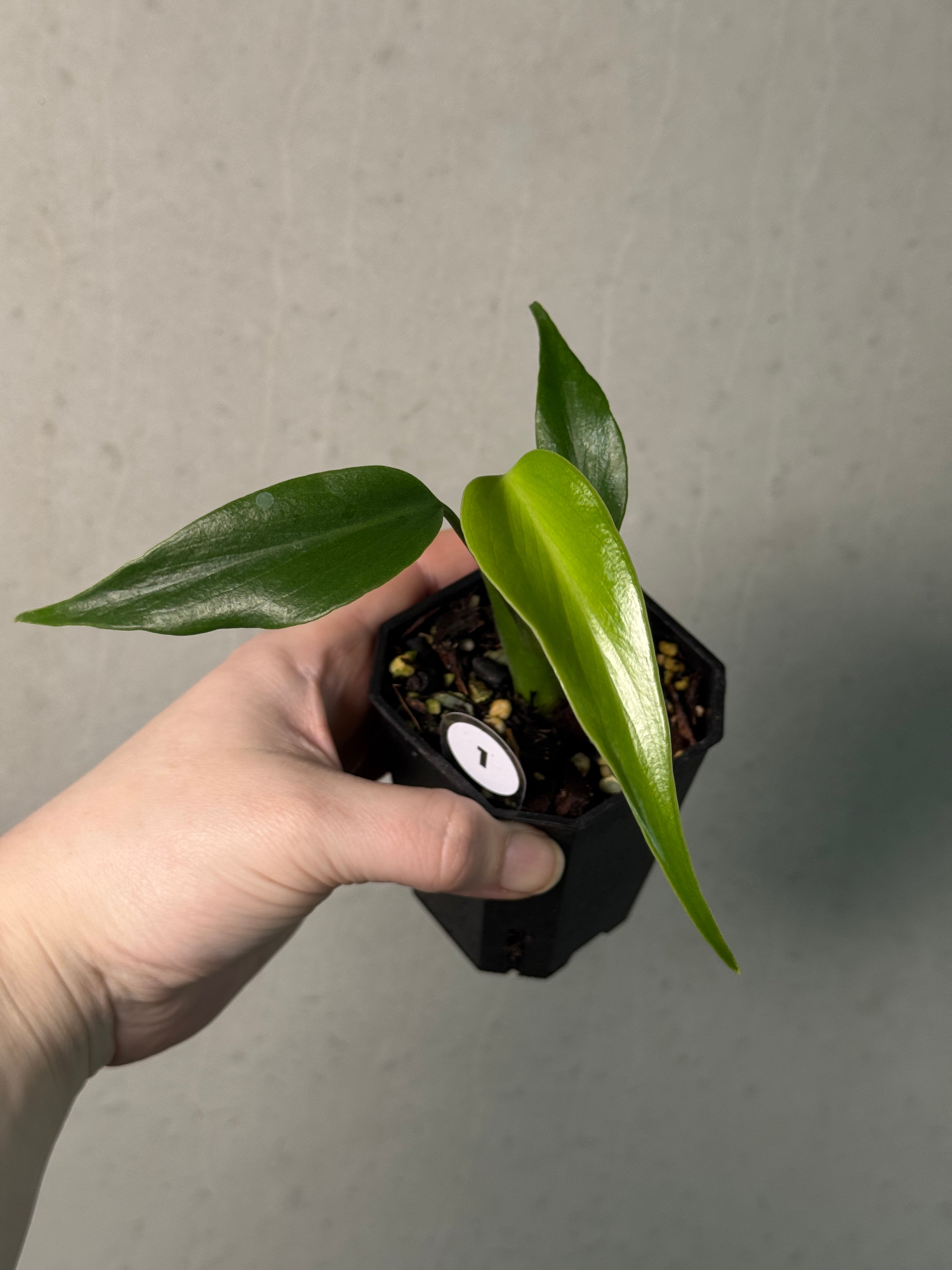 Monstera Burle Marx Flame - Clone - SMUKHI