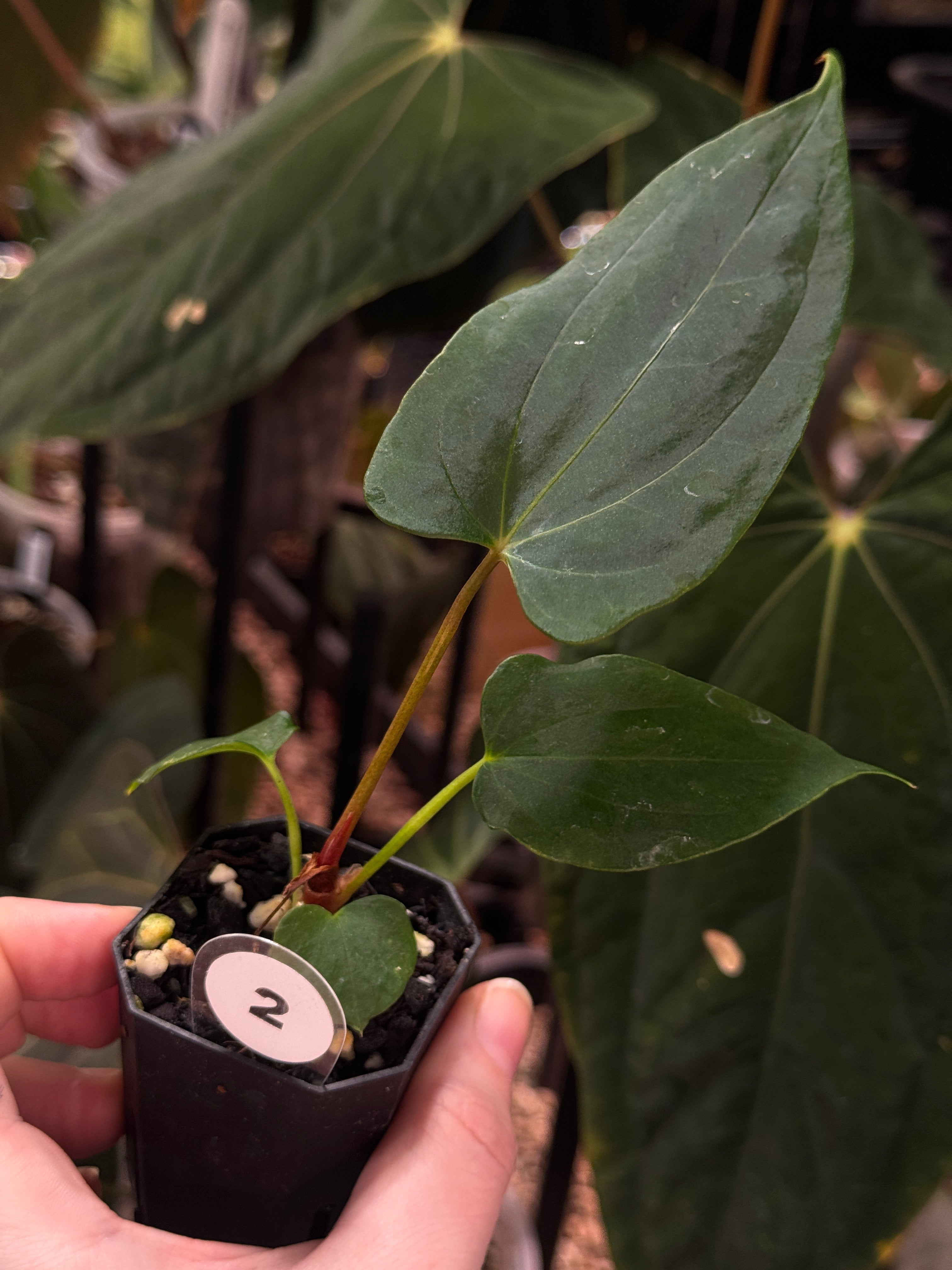 Anthurium Fort Sherman S1 x (Ralph Lynam x Fort Sherman) - SMUKHI