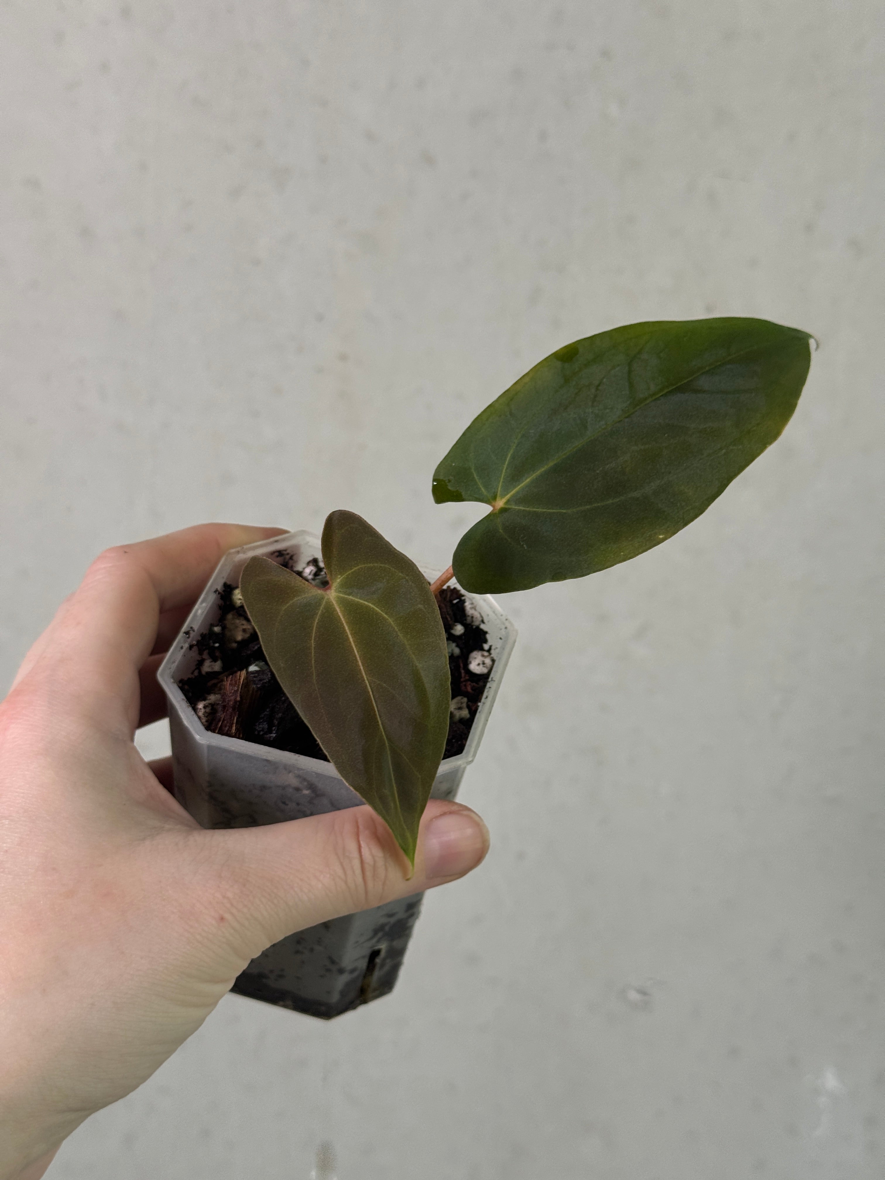 Anthurium papillilaminum 'Marie' x FSxRL 'Grim Reaper' clone plant with lush green leaves, from SMUKHI.