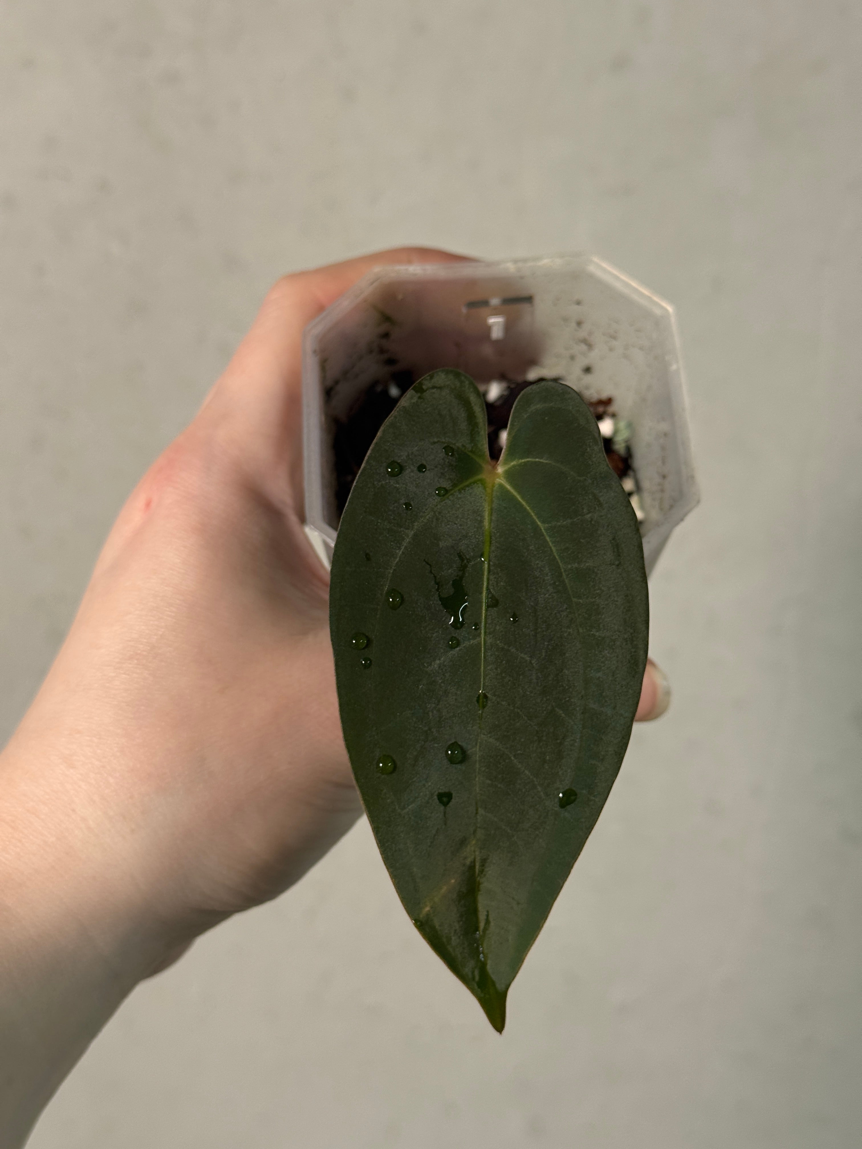 Anthurium Papillilaminum 'Lago Gatun' F1 - Clone