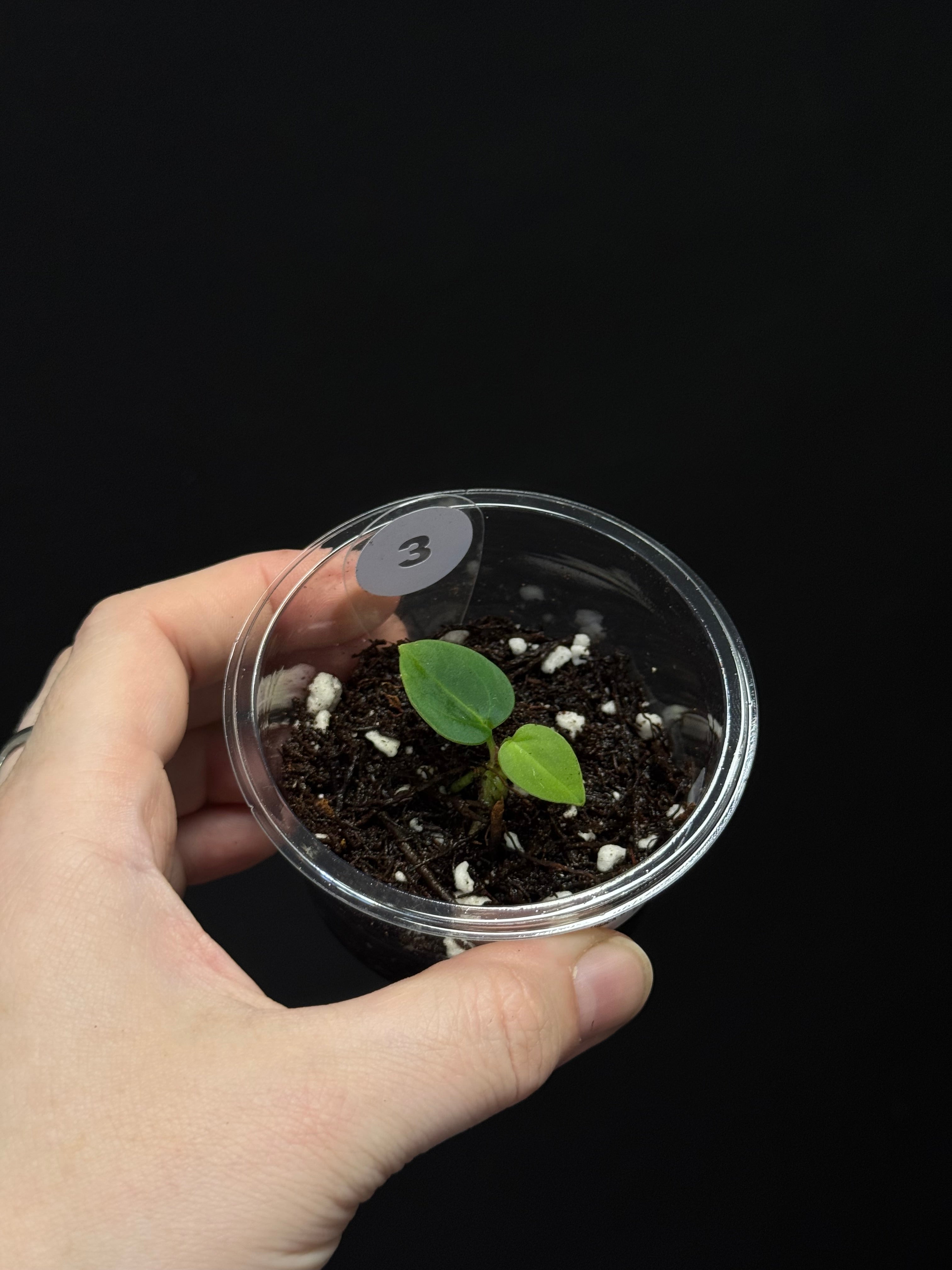 Anthurium (Carlablackiae WU1 x self) x (Black Widow x Red Velvet Cake) - Pre-order