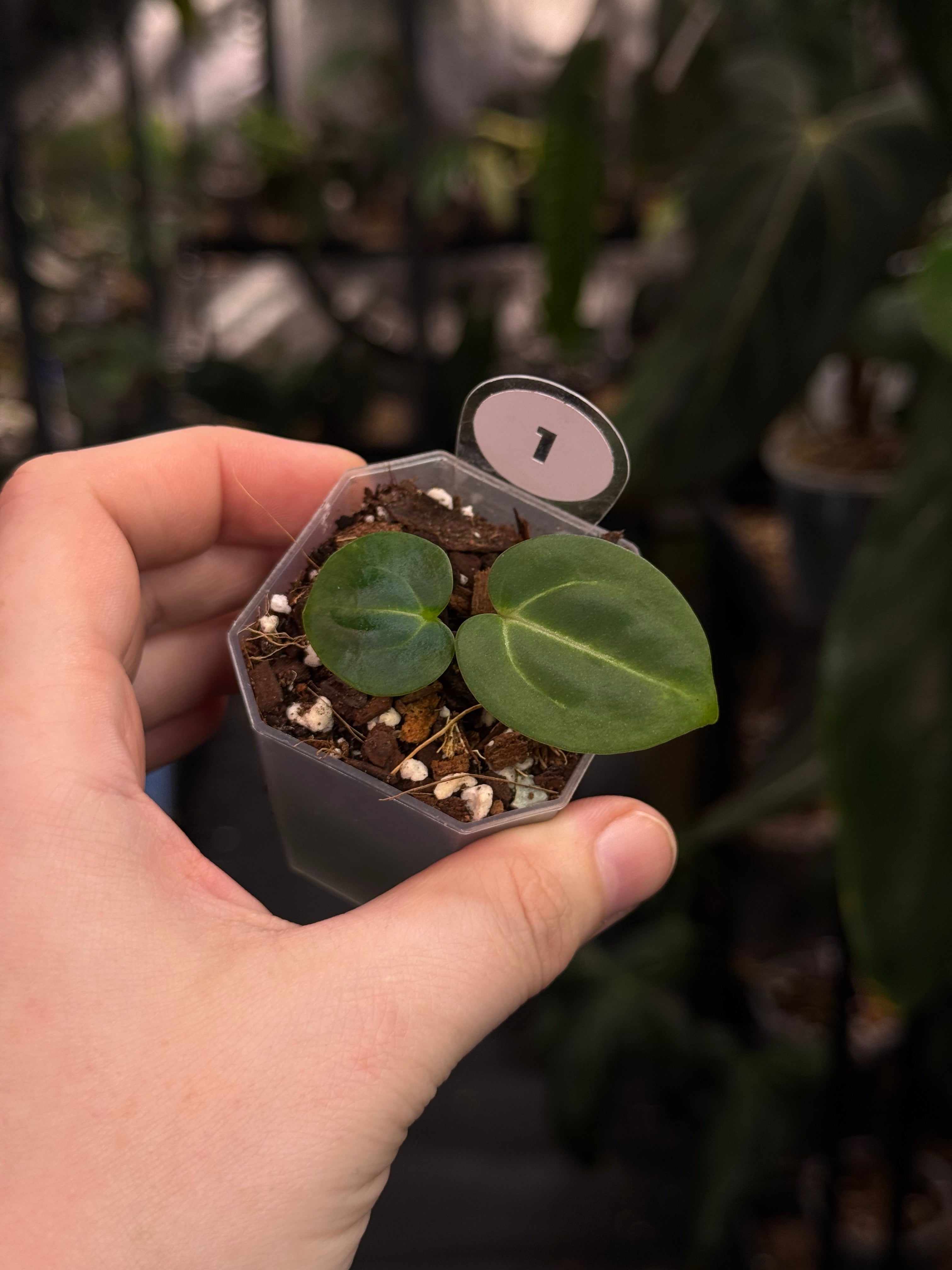 Anthurium Carlablackiae (RA5 x RA10) x self