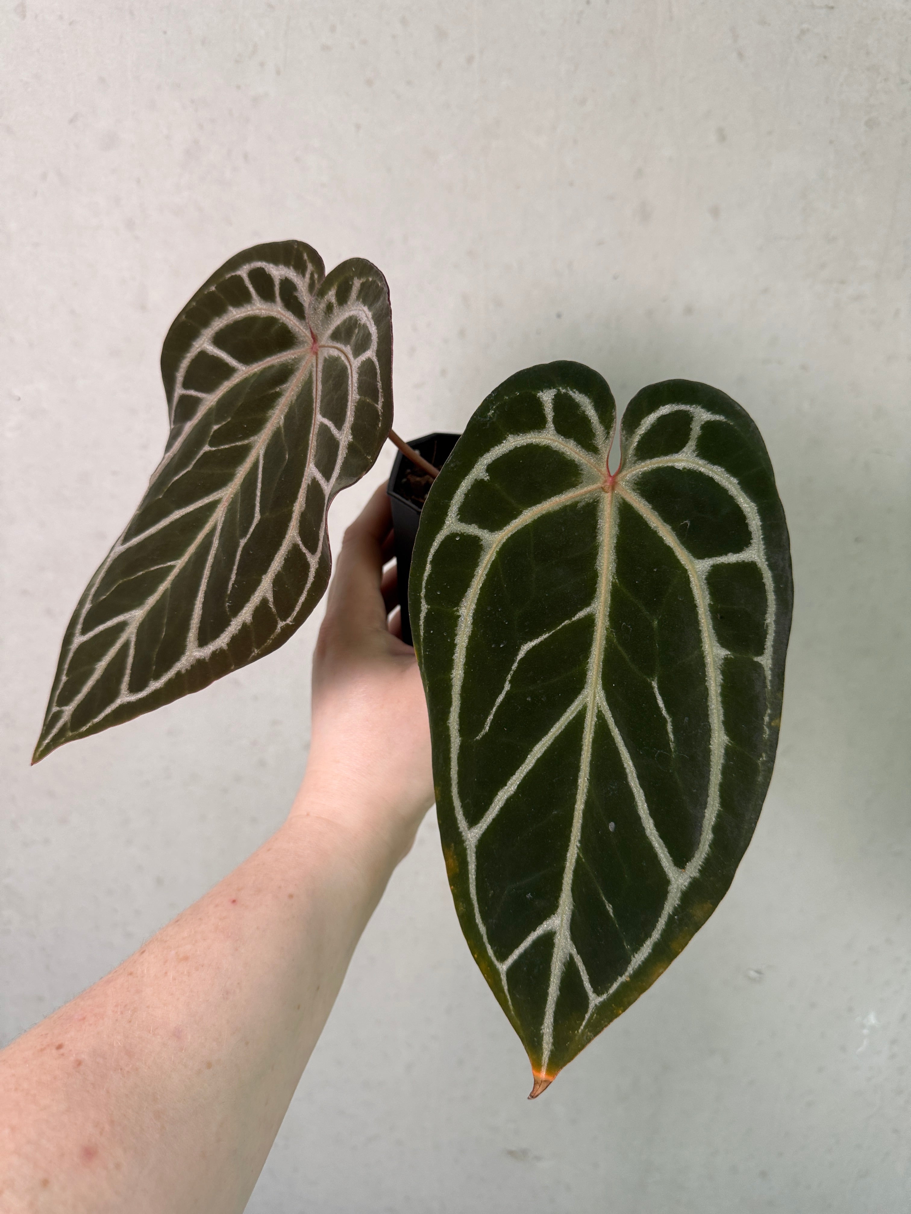 Anthurium Red Crystallinum S1