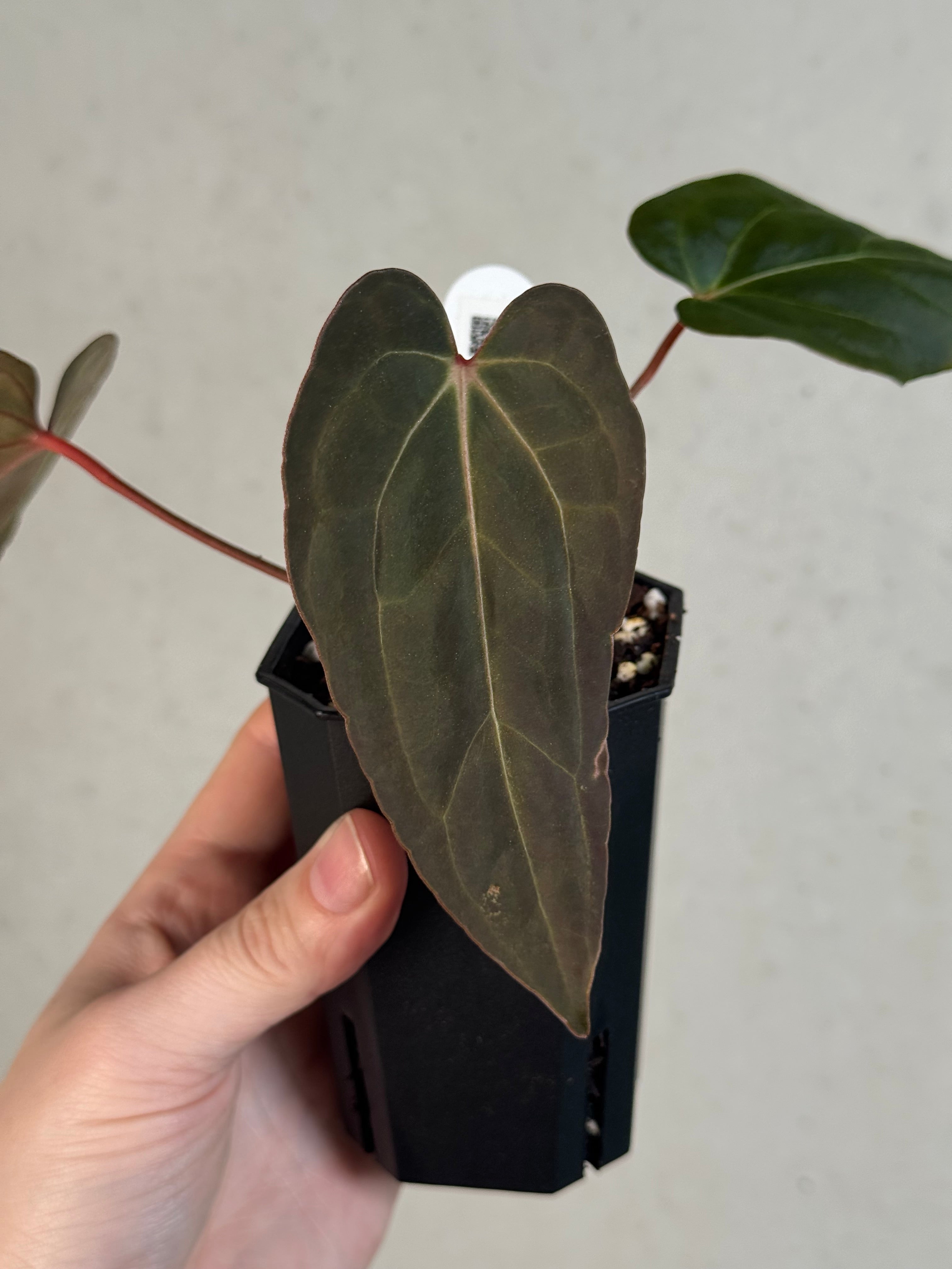 Anthurium Blue Papillilaminum x self - Clone