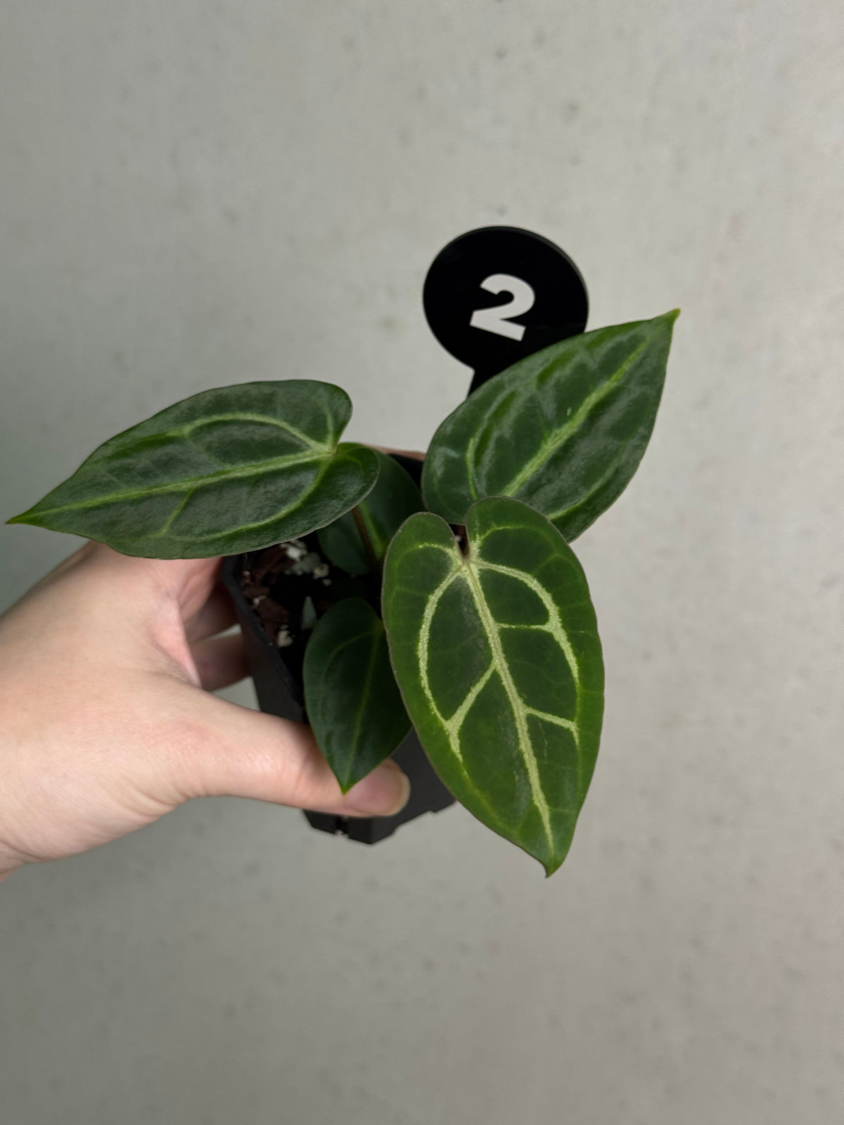 Crystallinaminum Anthurium Carlablackiae ex WU x RA10 plant with dark, glossy leaves and vibrant red spathes, tropical indoor plant.