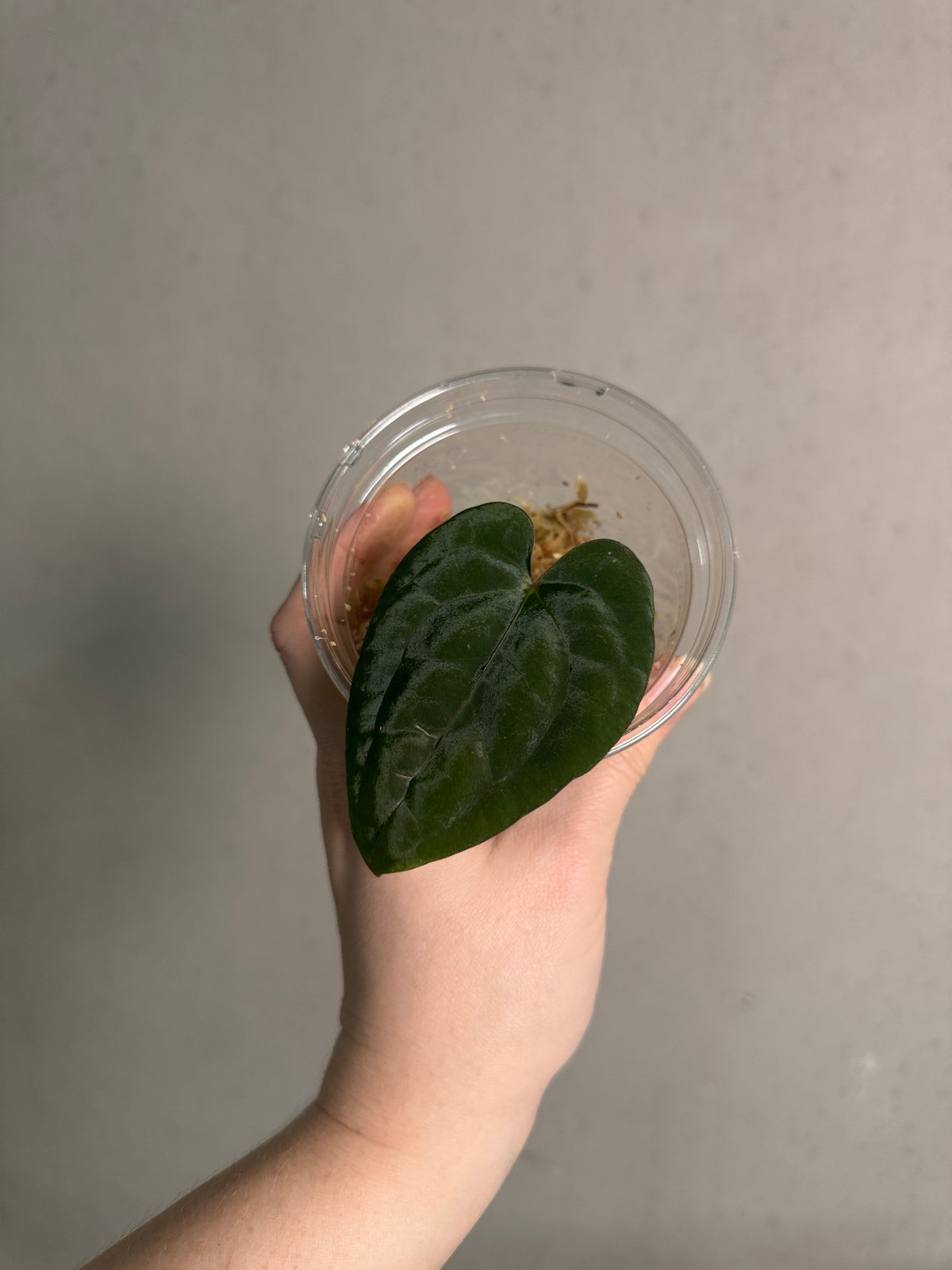 Variegated Stingray Anthurium plant with dark green and variegated leaves, shown in a close-up image with healthy foliage.