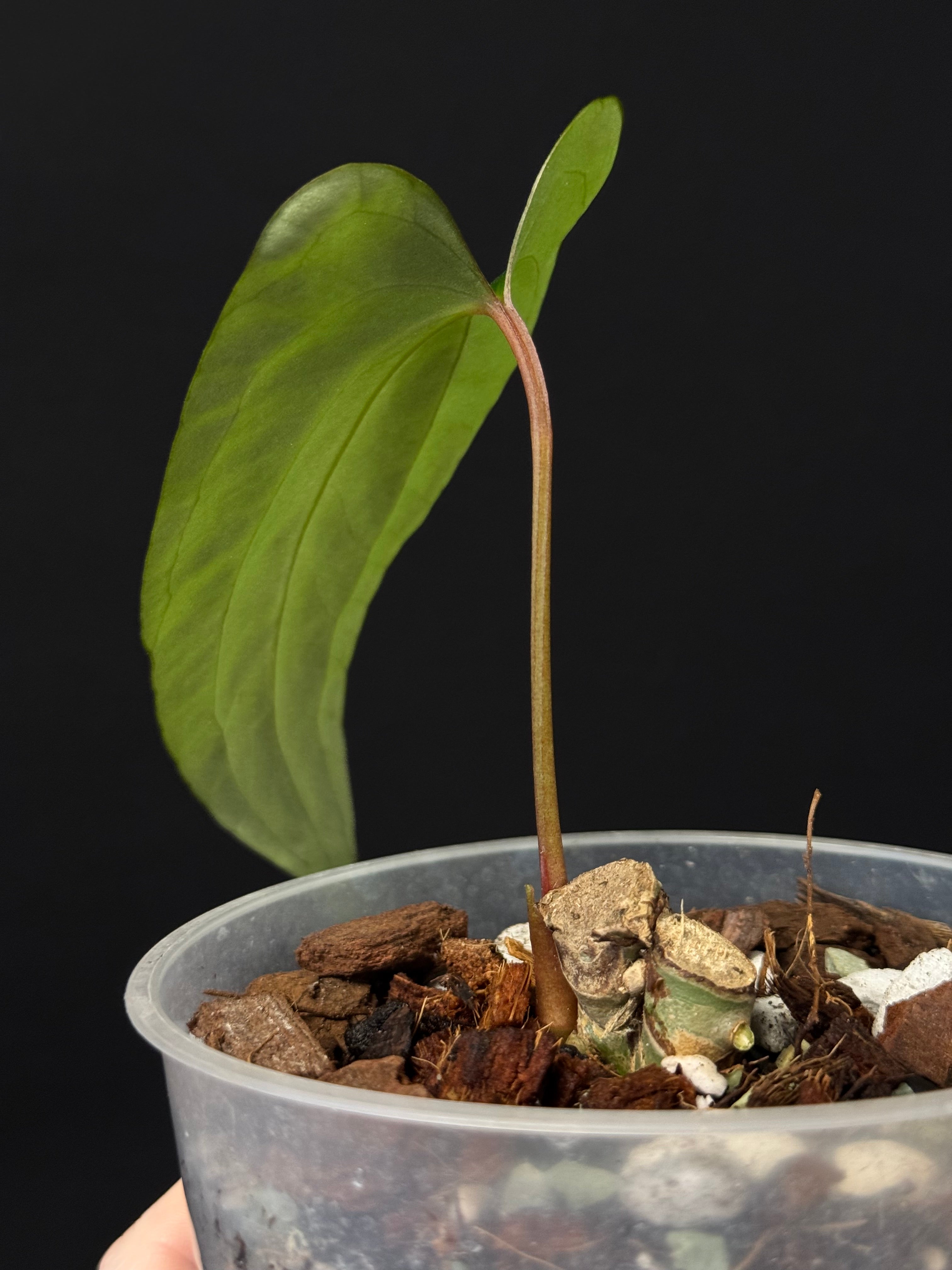 Anthurium Pinkleyi - Cutting