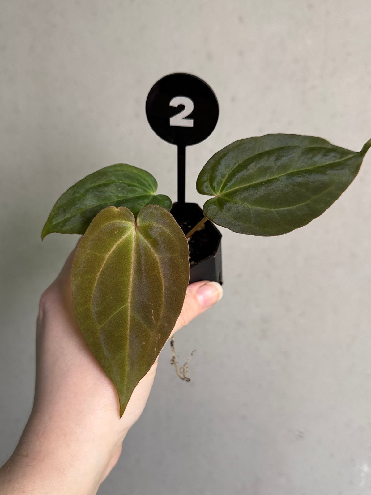Anthurium plant from SMUKHI featuring vibrant, glossy leaves and unique leaf patterns, part of the Fort Sherman x Necromancer x Dreamweaver hybrid.