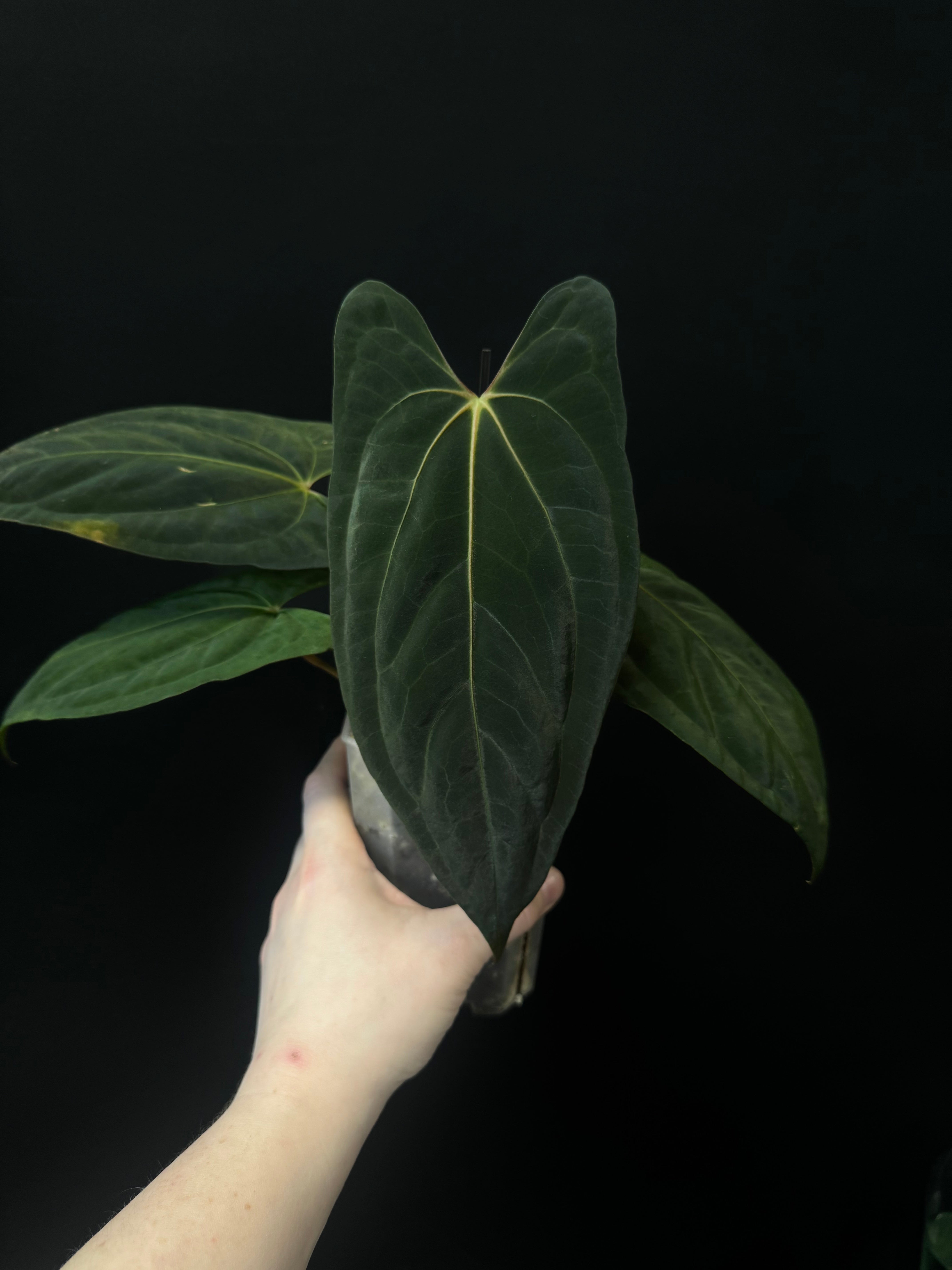Anthurium Dark Phoenix x Fort Sherman