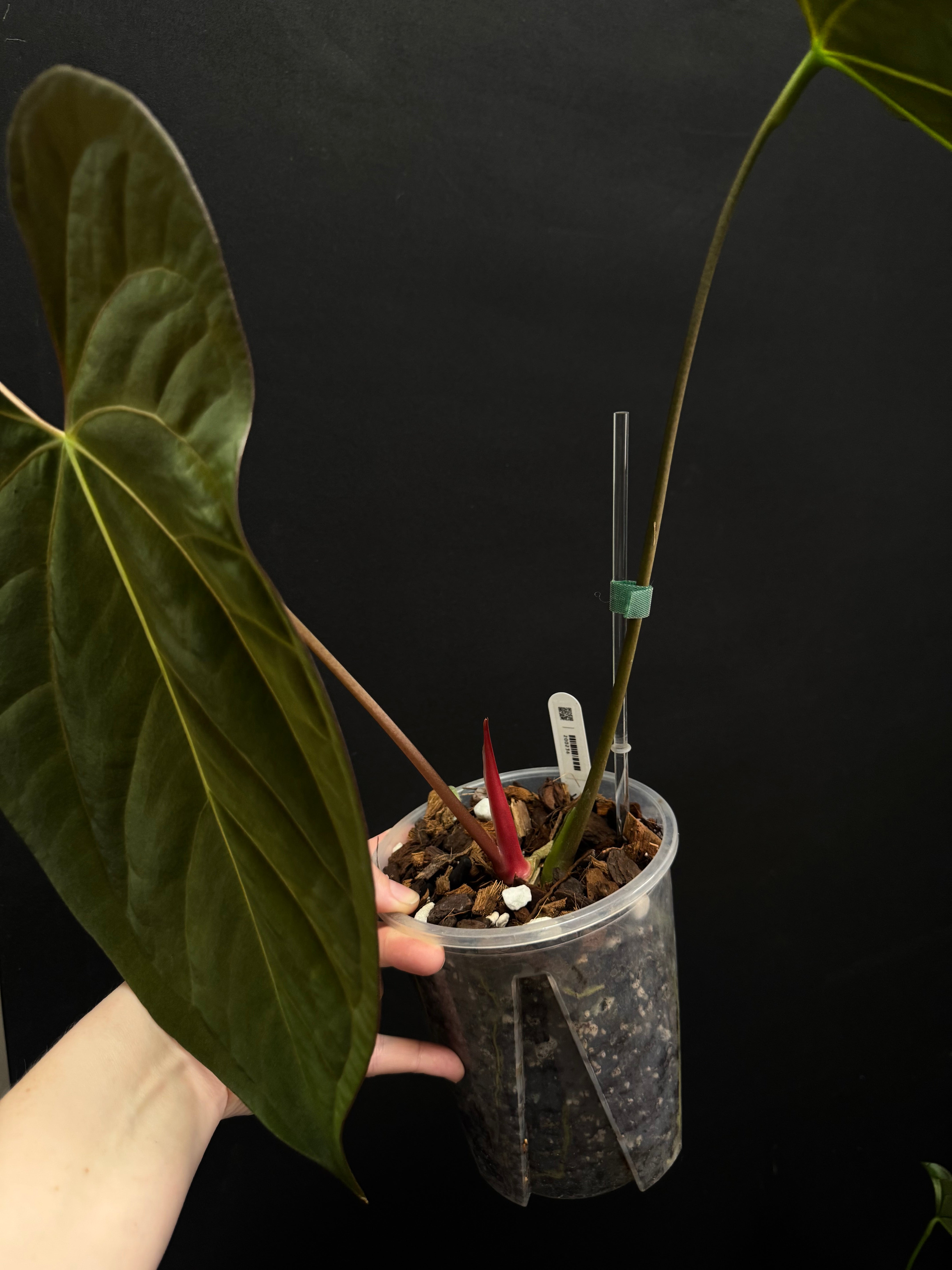 Anthurium Ace of Spades Dark Form x Papillilaminum 'Incurved lobes'