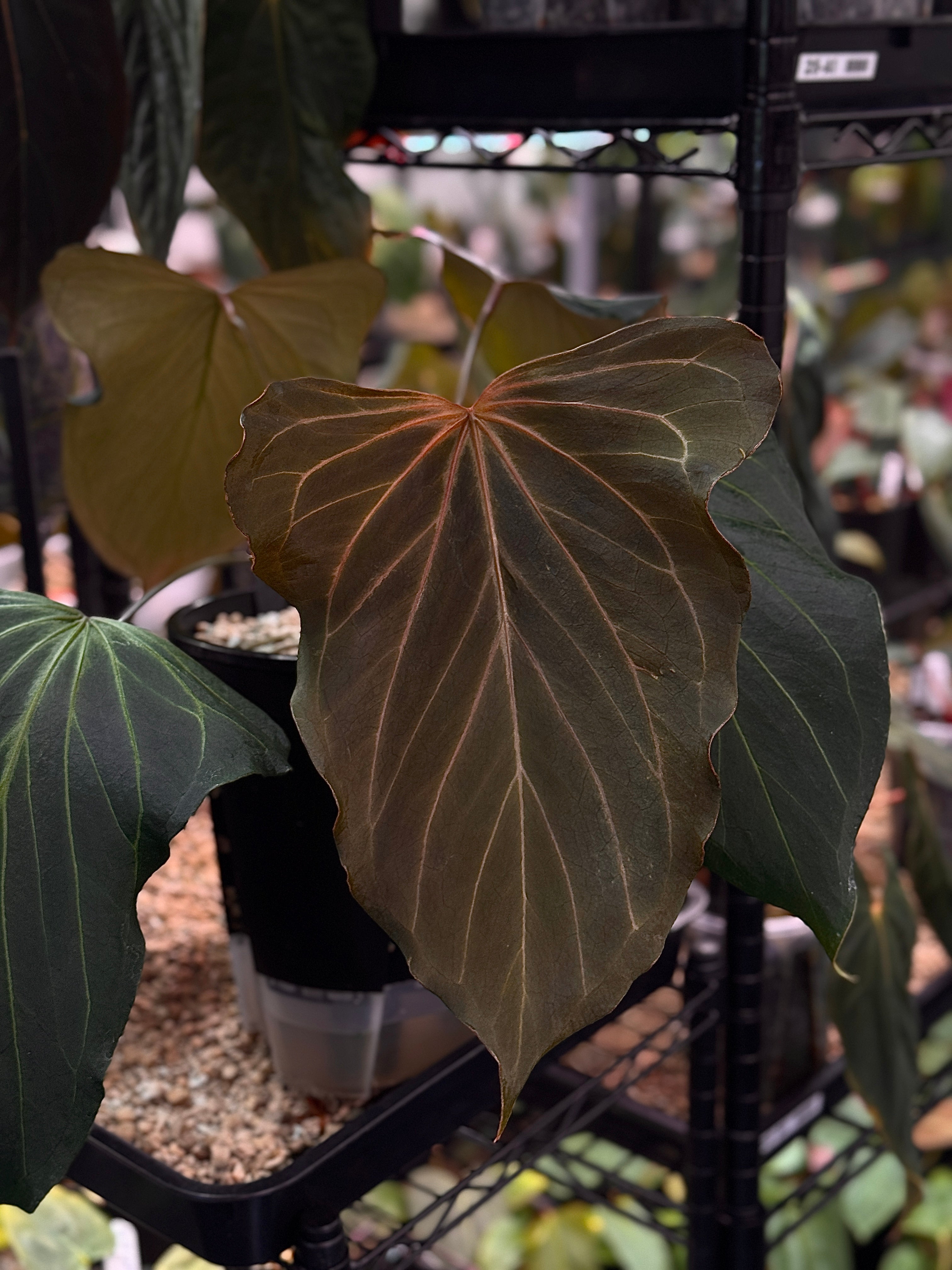 Anthurium HU 'Butterfly' clone plant from Diamond Plant with vibrant, glossy green leaves and distinctive butterfly-shaped flowers.