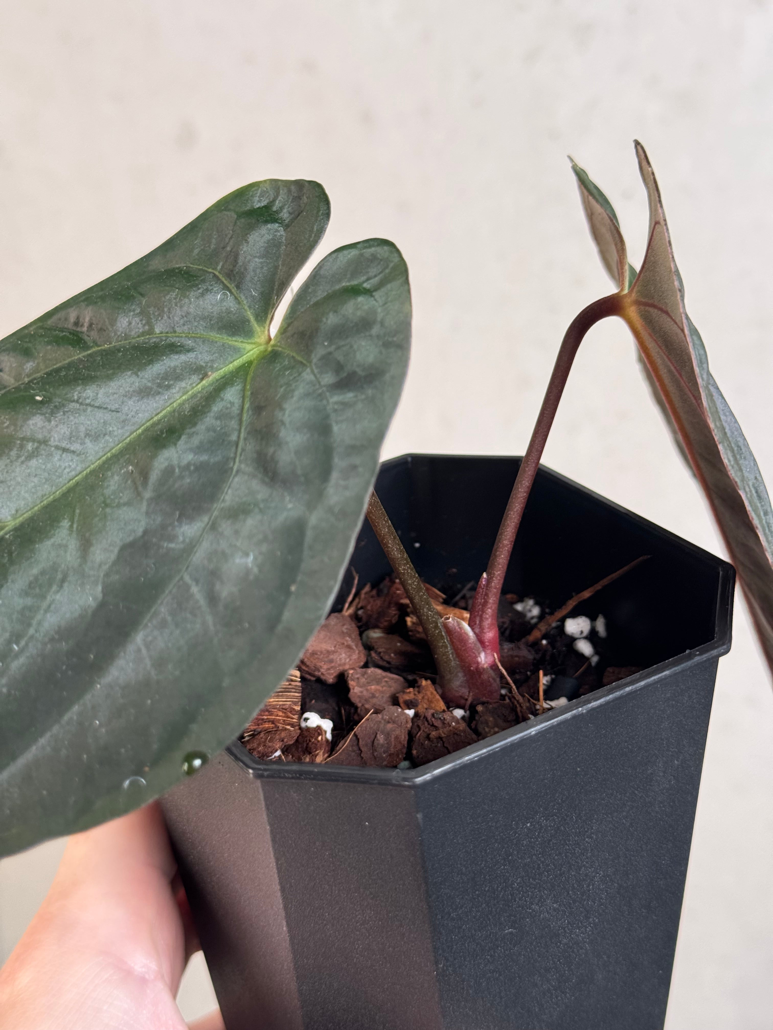 Anthurium Goliath x self
