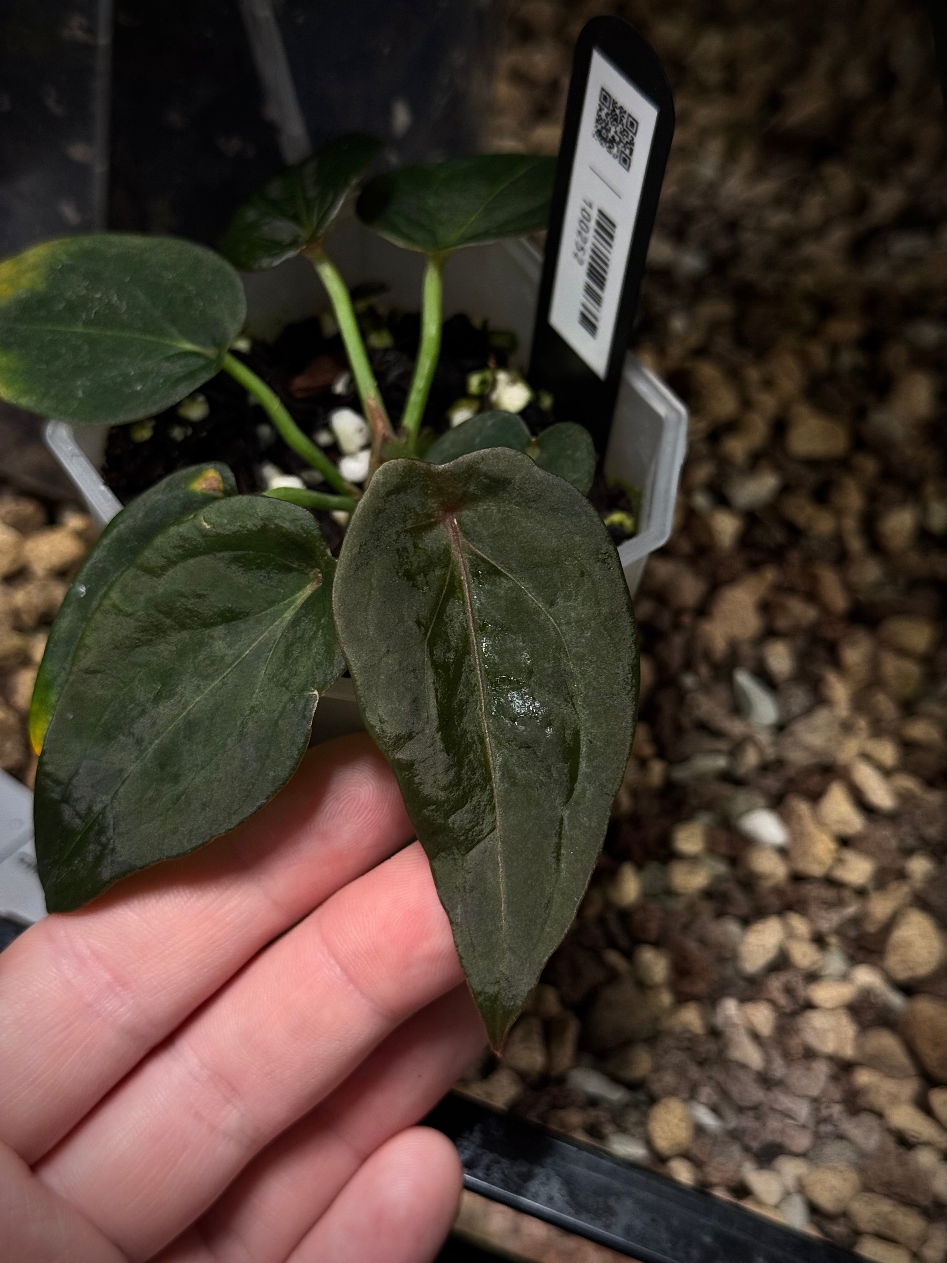 NFS: Anthurium 'Red Spider' #2