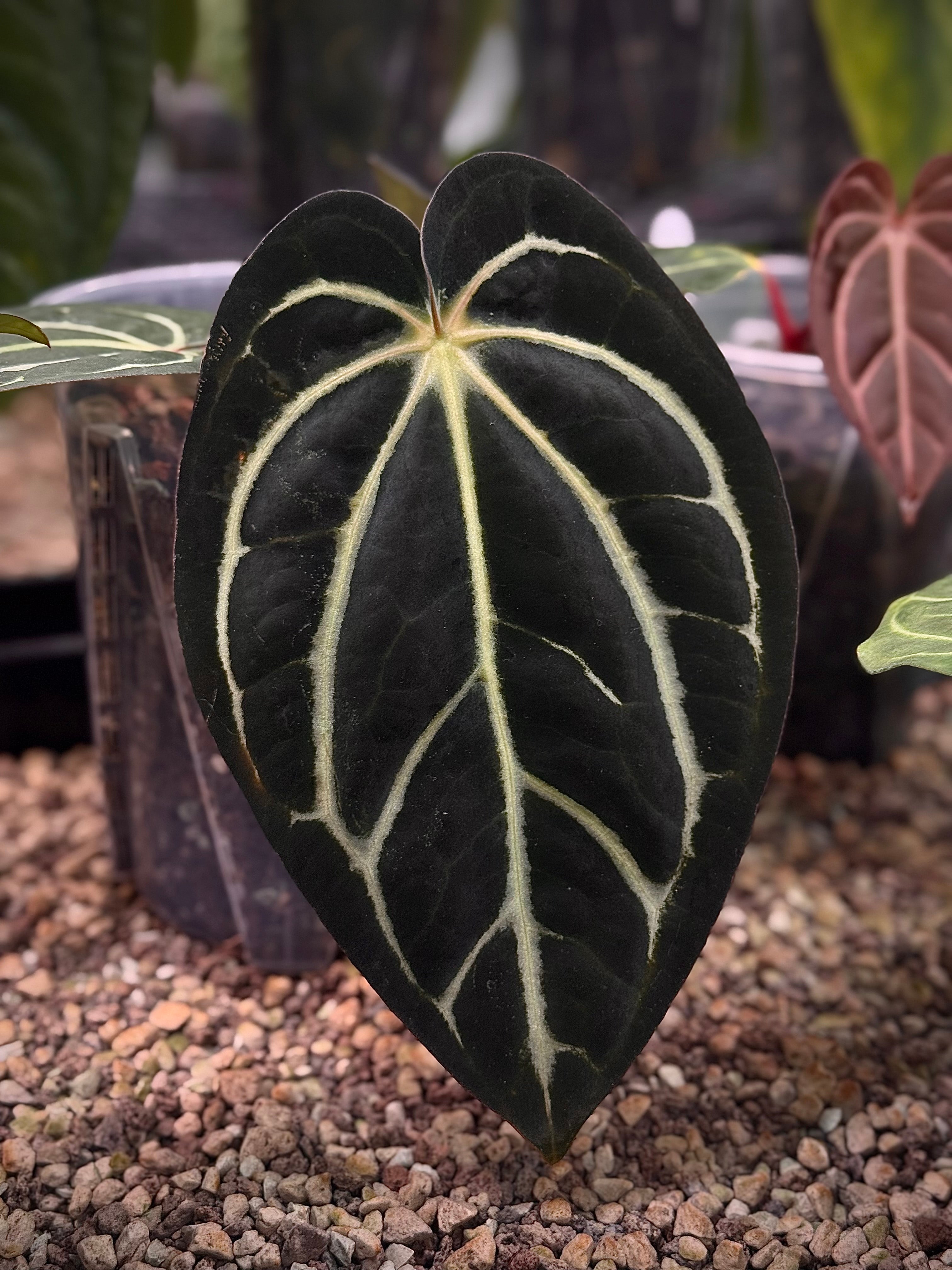 NFS: Anthurium Carlablackiae (RA4 x RA1) x OG1