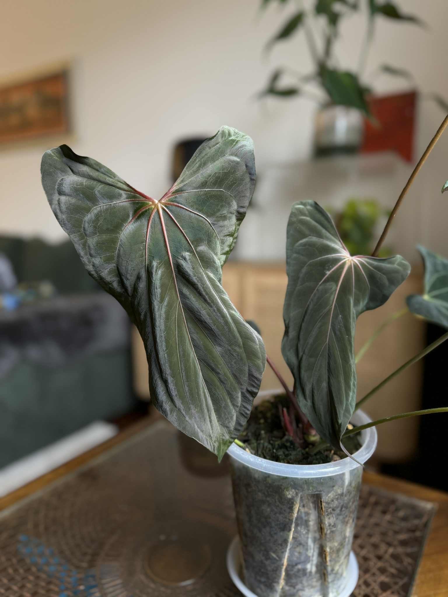 NFS: Anthurium FSxRL F2