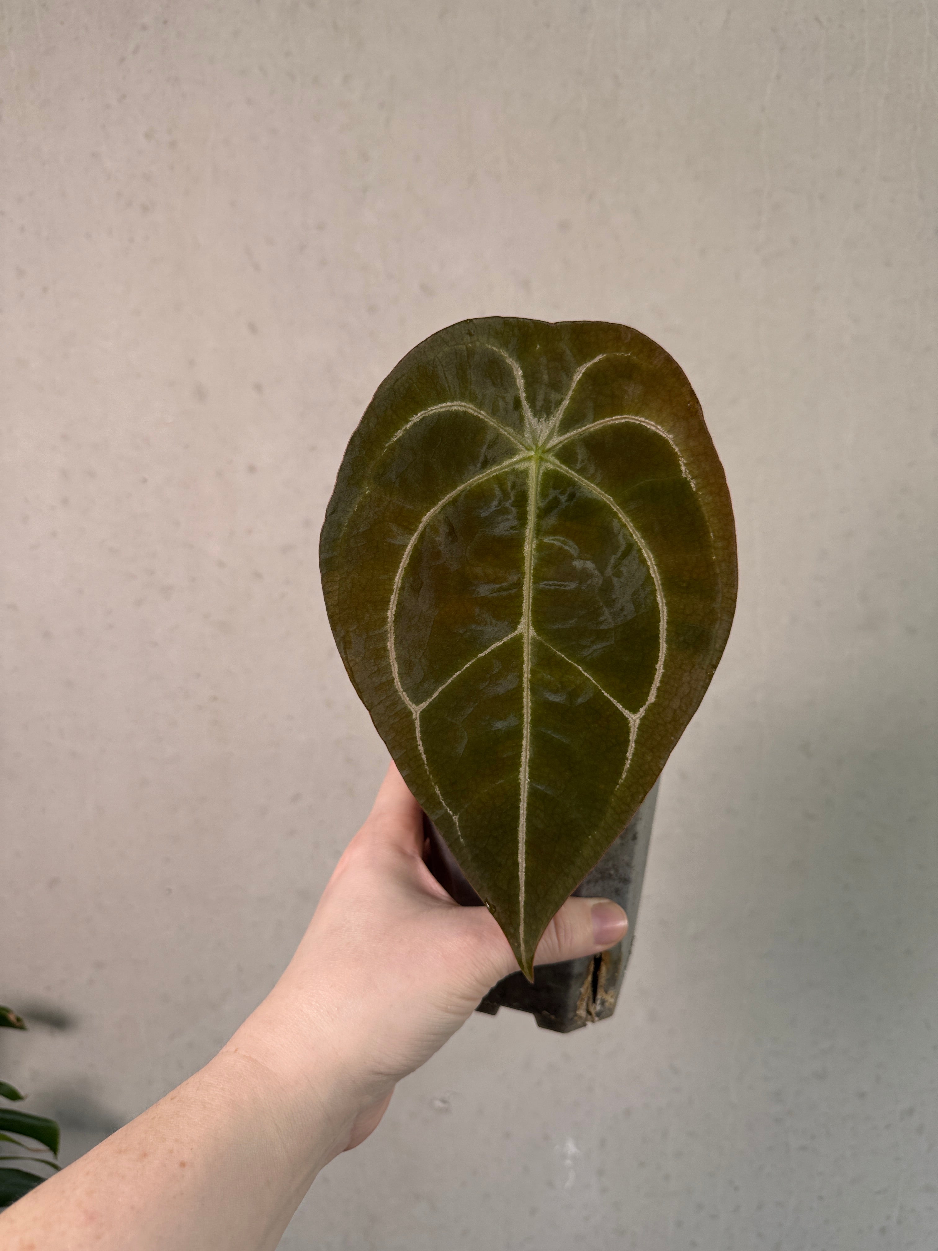 Anthurium Forgetii x (hybrid)